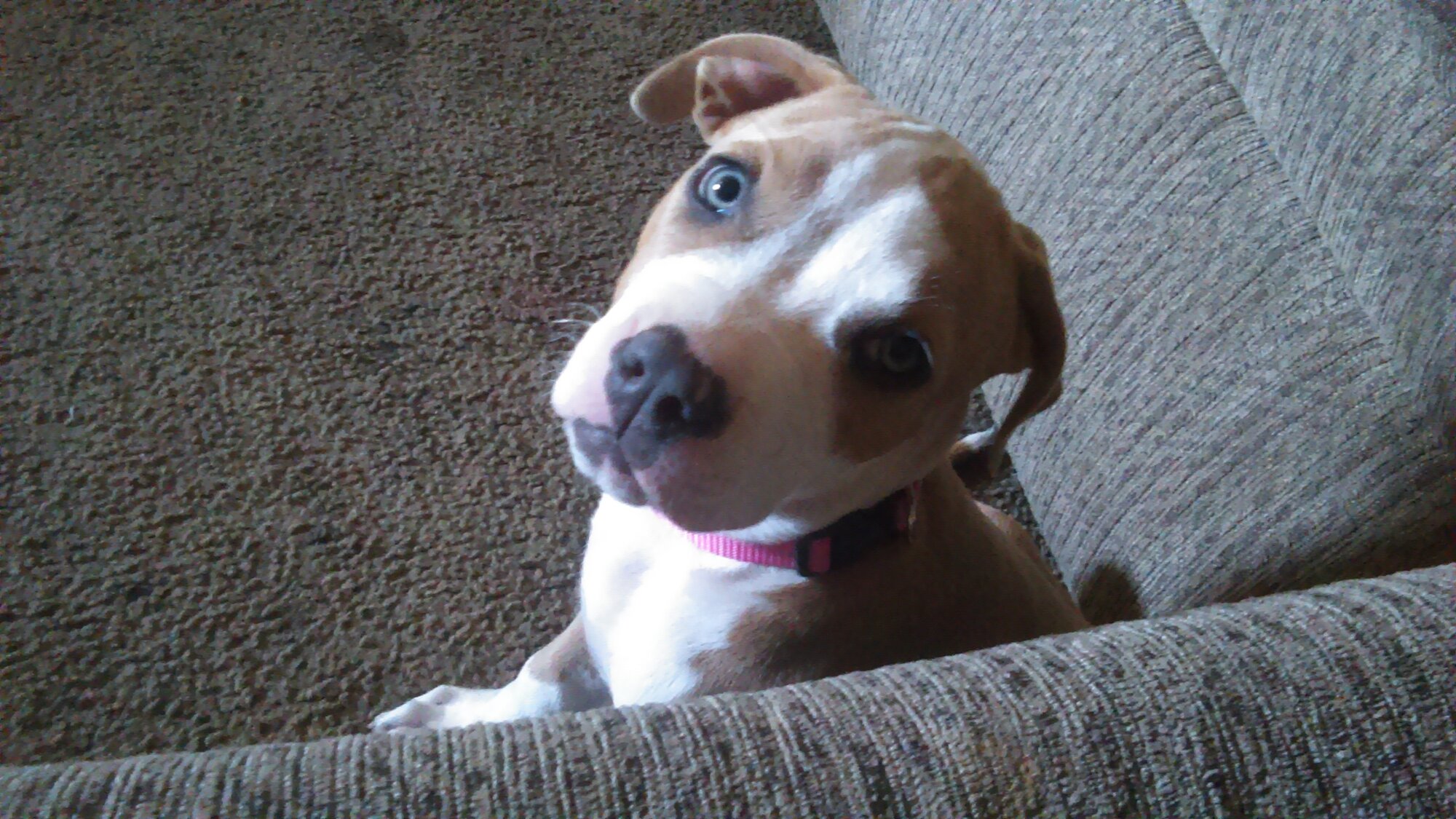 Pets with Paws Photo Contest—Official 2025 BYC Mini-Contest 19.jpg