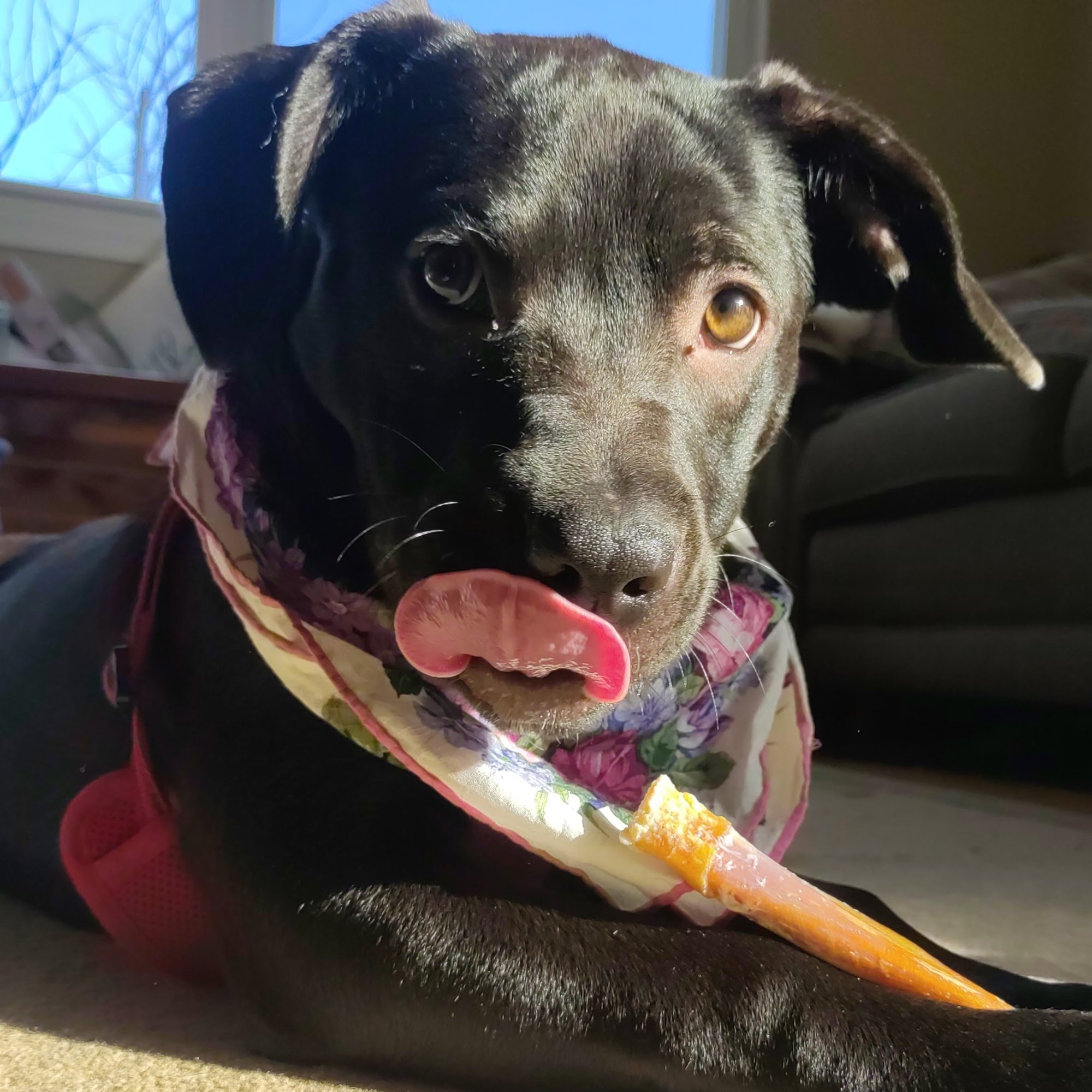 Pets with Paws Photo Contest—Official 2025 BYC Mini-Contest 2.jpg