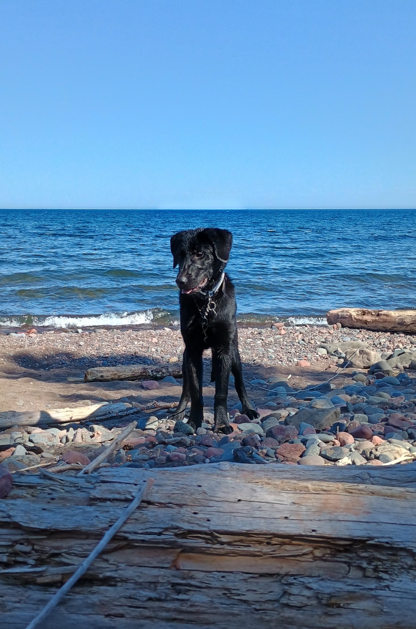 Pets with Paws Photo Contest—Official 2025 BYC Mini-Contest 20.jpg