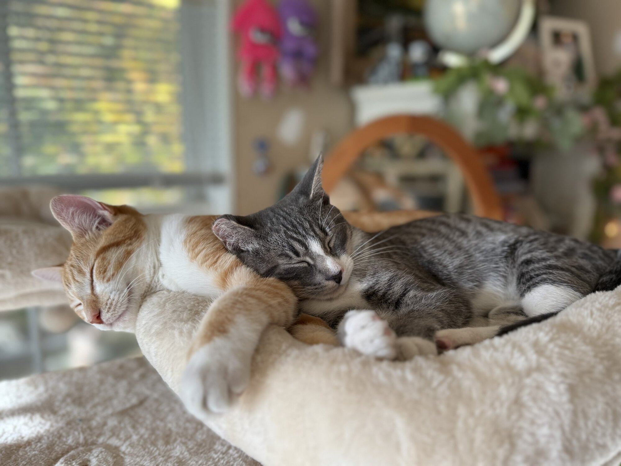 Pets with Paws Photo Contest—Official 2025 BYC Mini-Contest 21.jpg