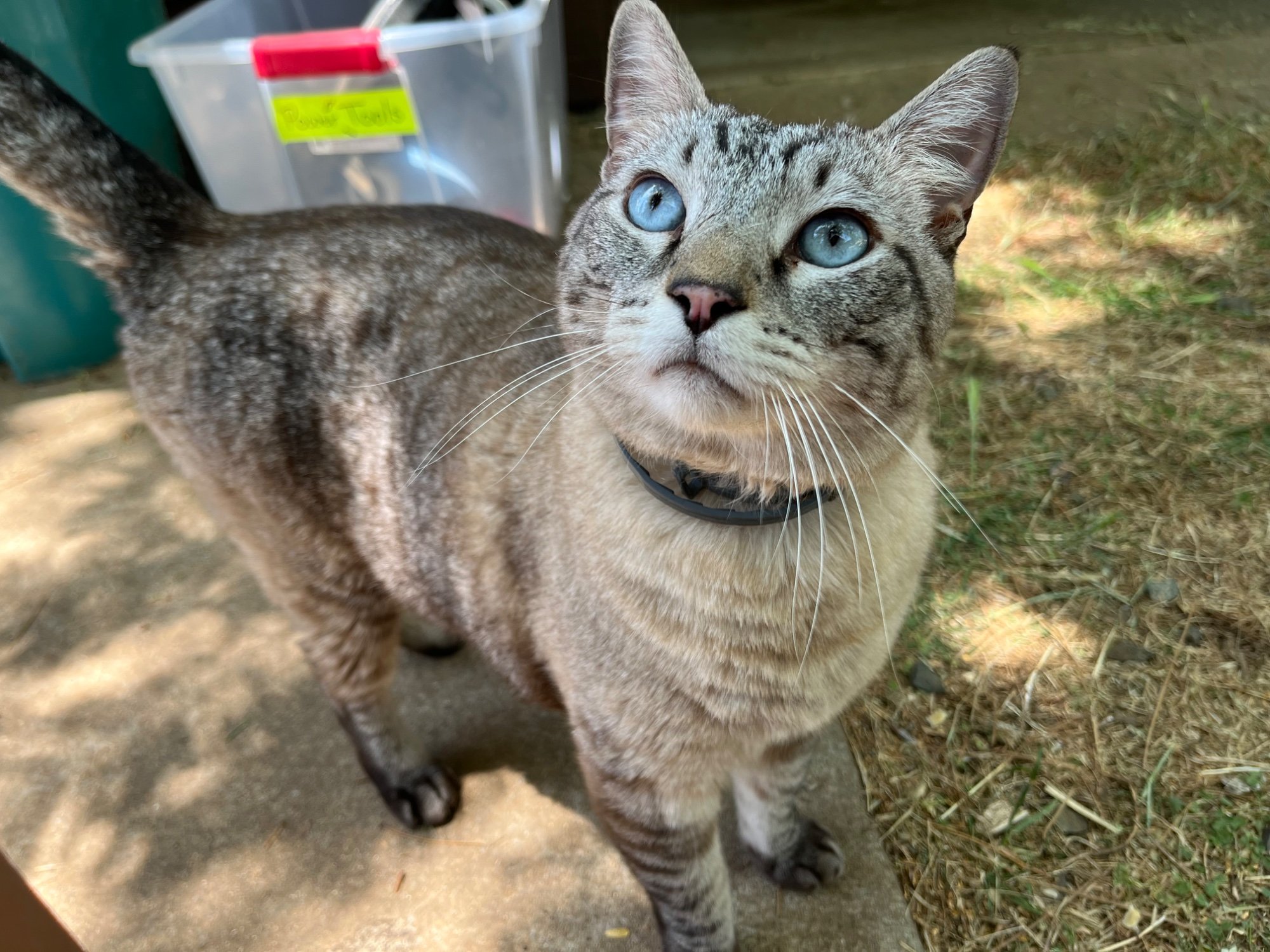 Pets with Paws Photo Contest—Official 2025 BYC Mini-Contest 22.jpg