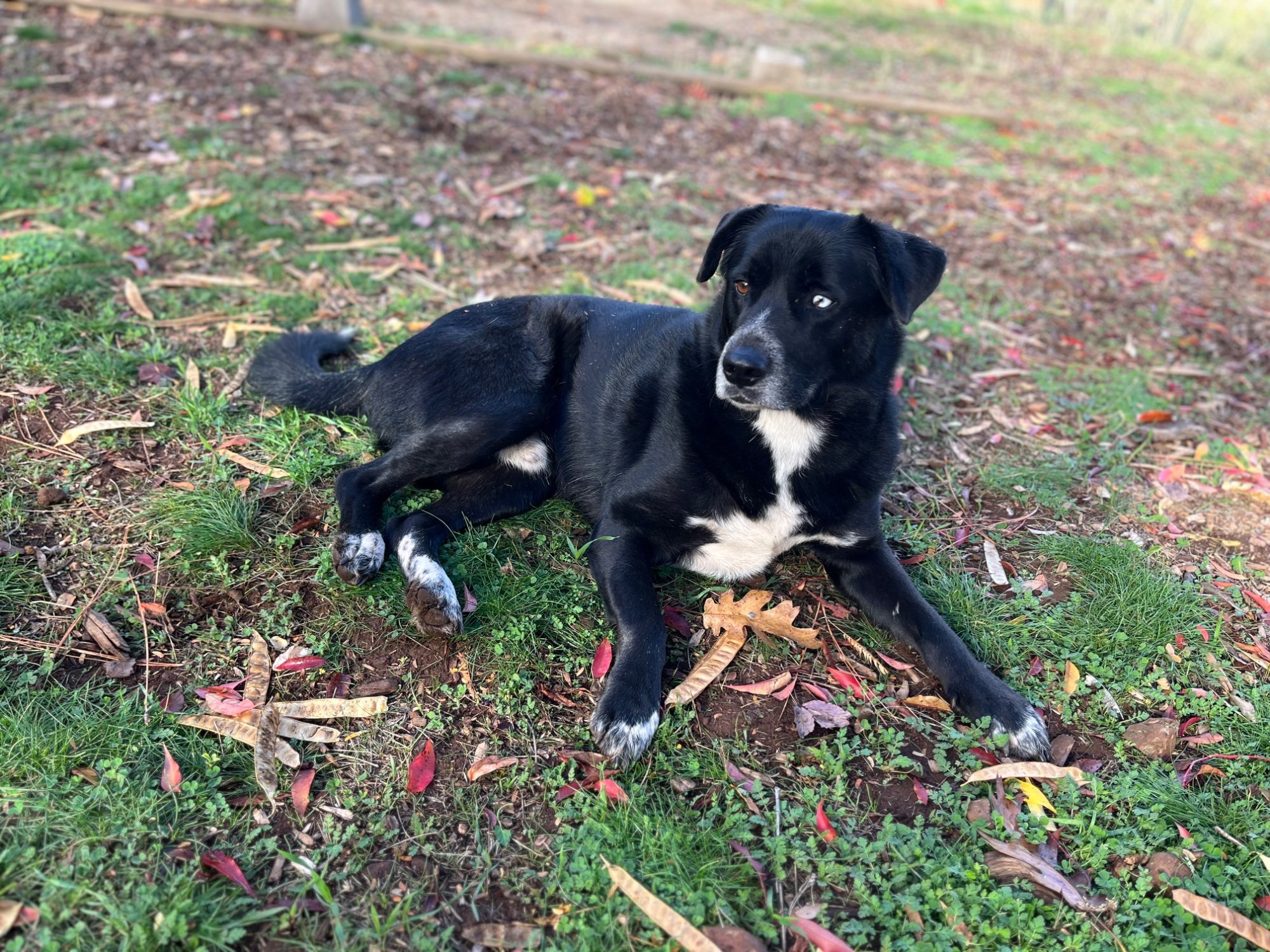 Pets with Paws Photo Contest—Official 2025 BYC Mini-Contest 24.jpg