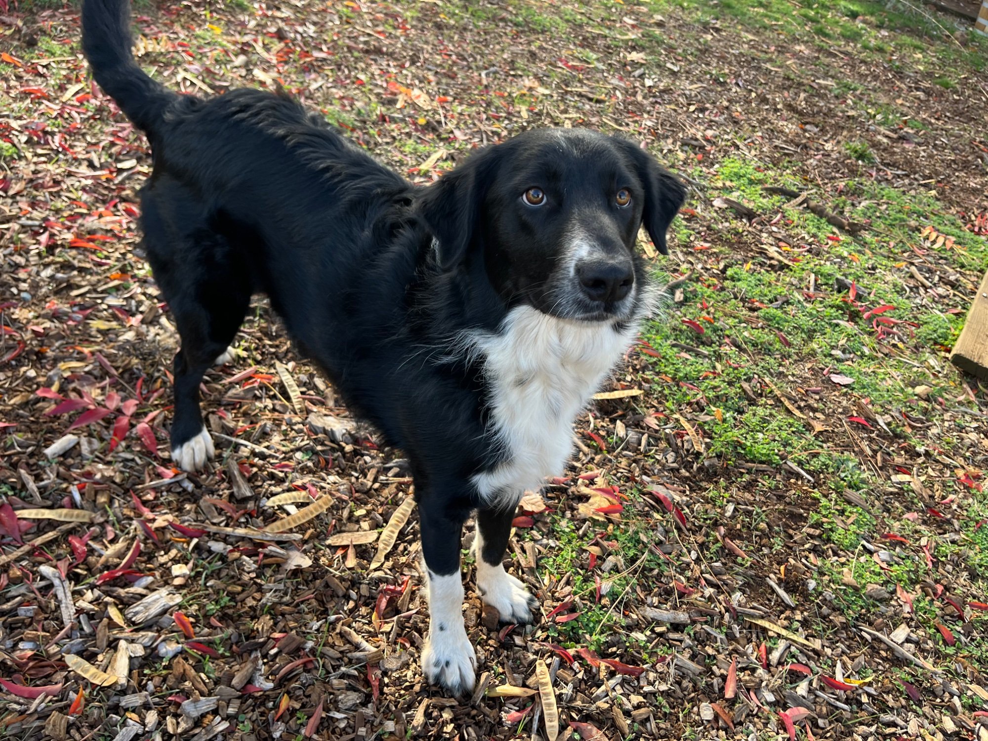 Pets with Paws Photo Contest—Official 2025 BYC Mini-Contest 25.jpg