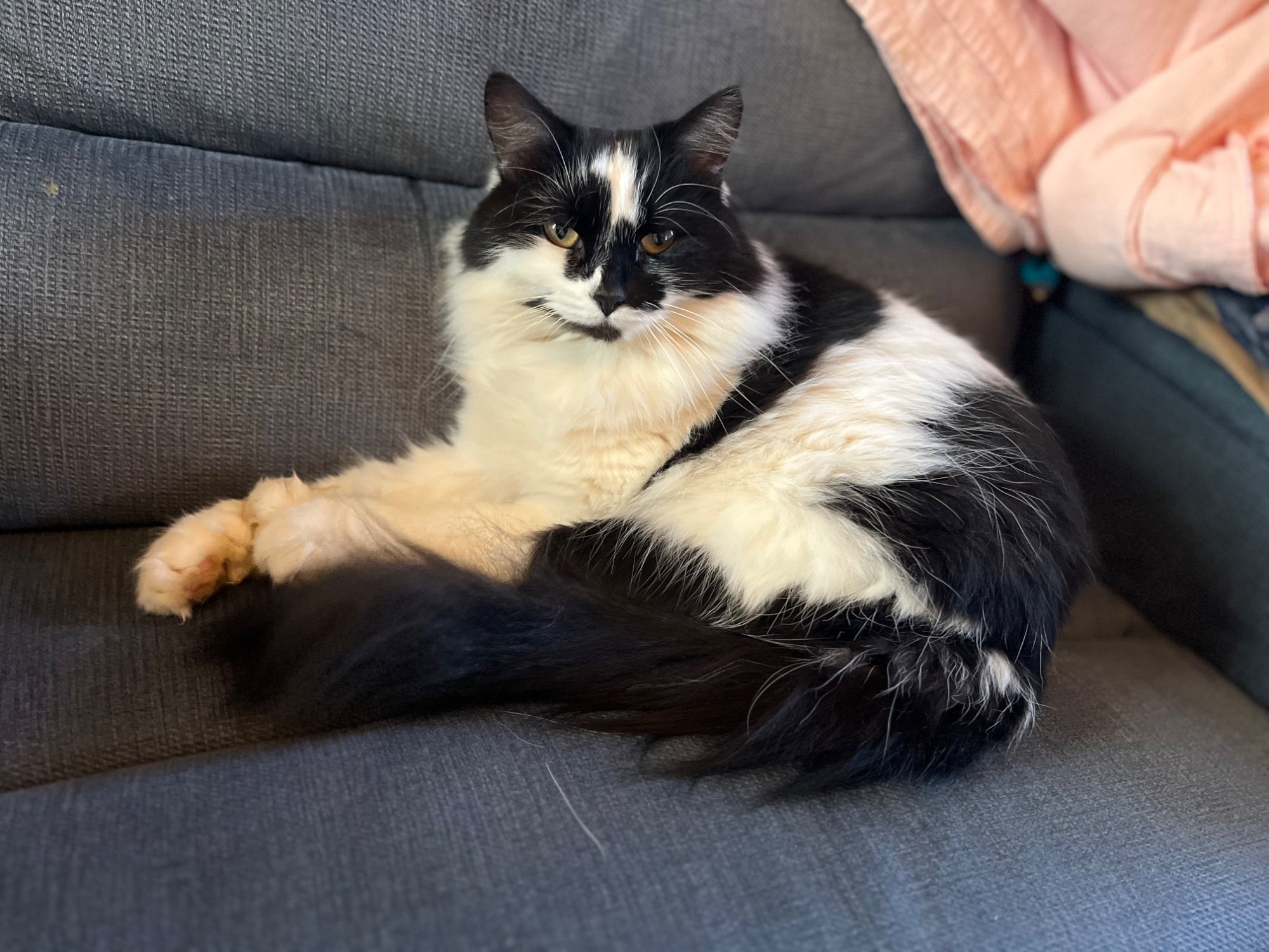 Pets with Paws Photo Contest—Official 2025 BYC Mini-Contest 26.jpg