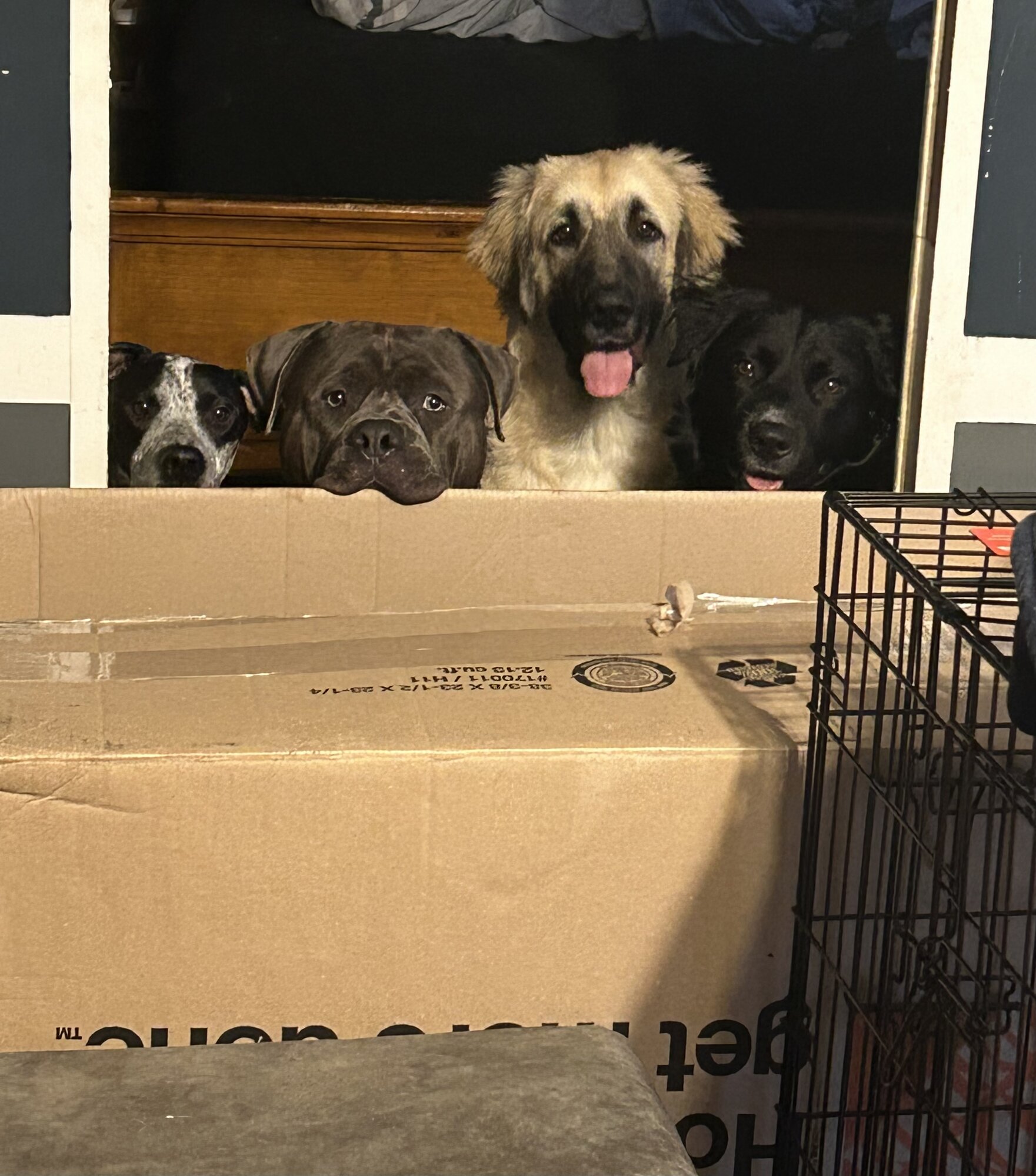 Pets with Paws Photo Contest—Official 2025 BYC Mini-Contest 29.jpg