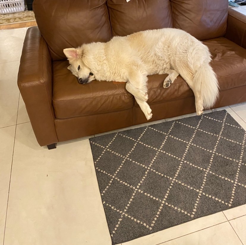 Pets with Paws Photo Contest—Official 2025 BYC Mini-Contest 31.jpg