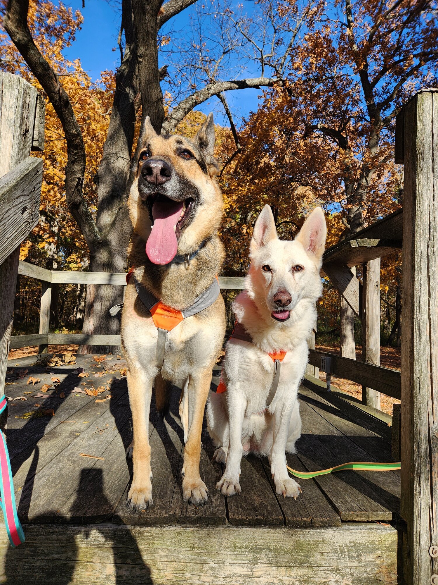 Pets with Paws Photo Contest—Official 2025 BYC Mini-Contest 33.jpg