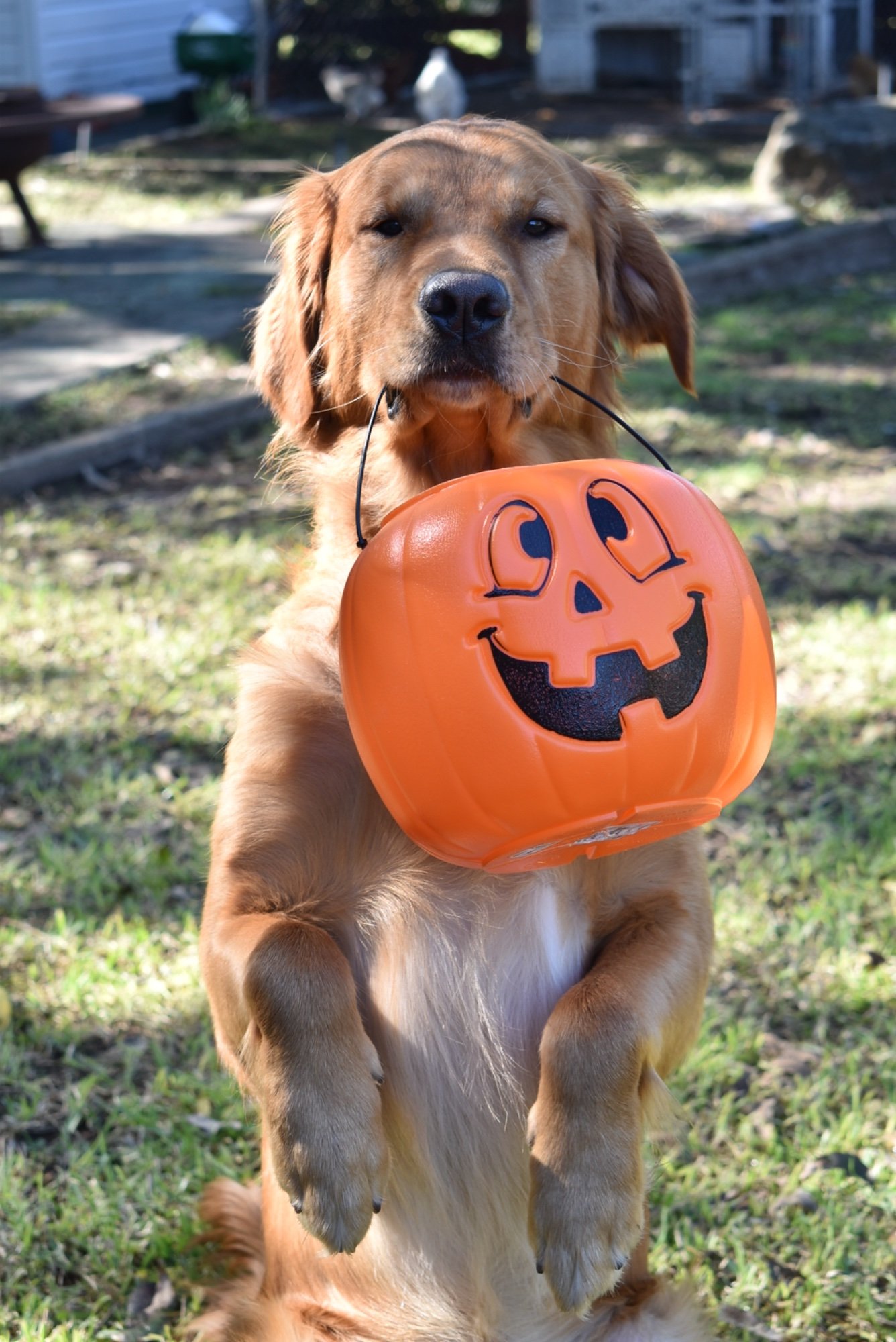 Pets with Paws Photo Contest—Official 2025 BYC Mini-Contest 34.jpg