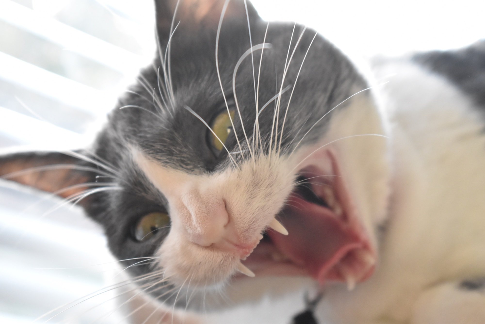 Pets with Paws Photo Contest—Official 2025 BYC Mini-Contest 36.jpg