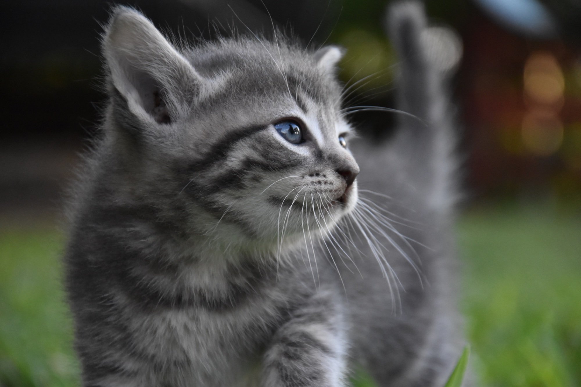 Pets with Paws Photo Contest—Official 2025 BYC Mini-Contest 37.jpg