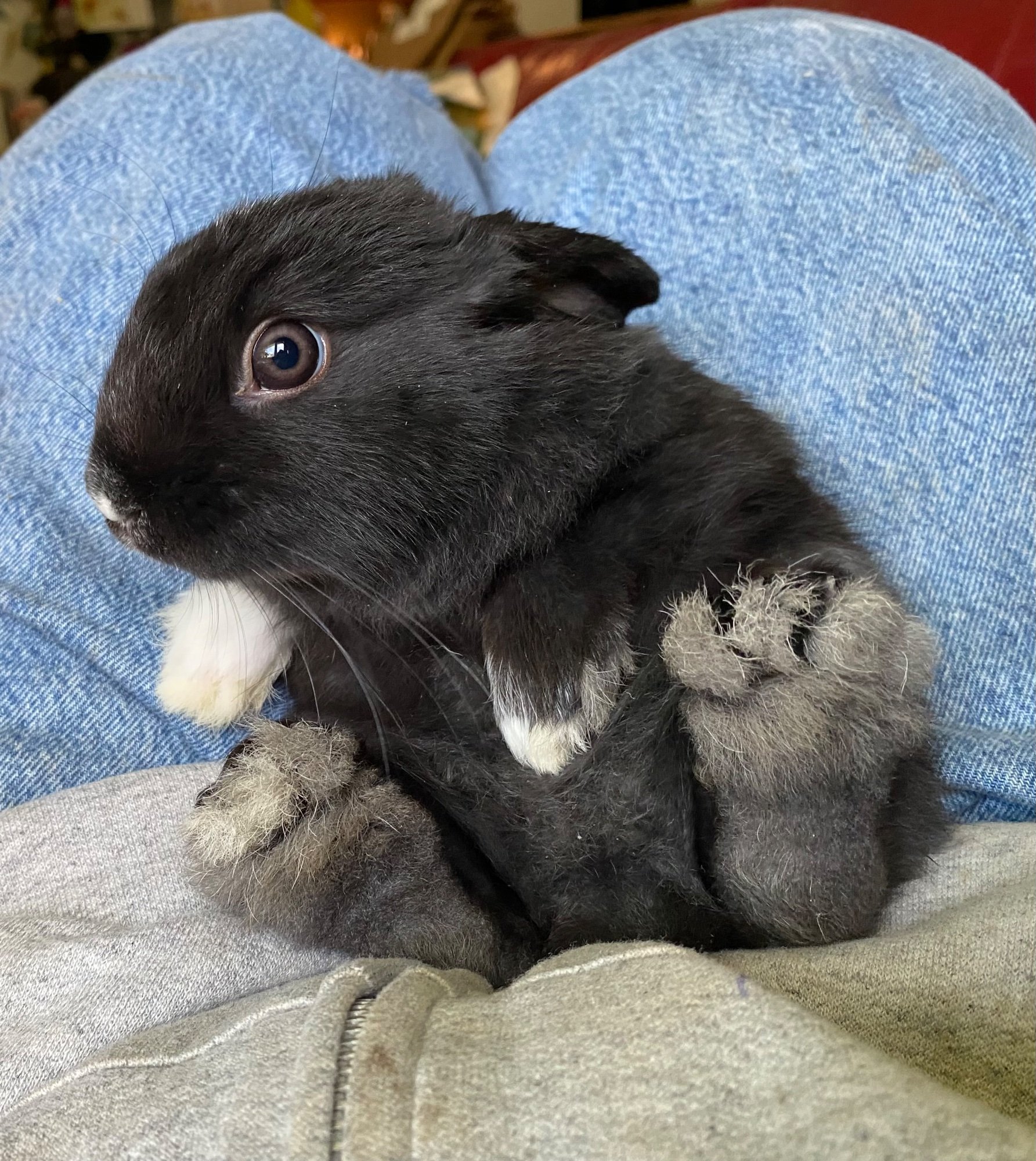 Pets with Paws Photo Contest—Official 2025 BYC Mini-Contest 38.jpg