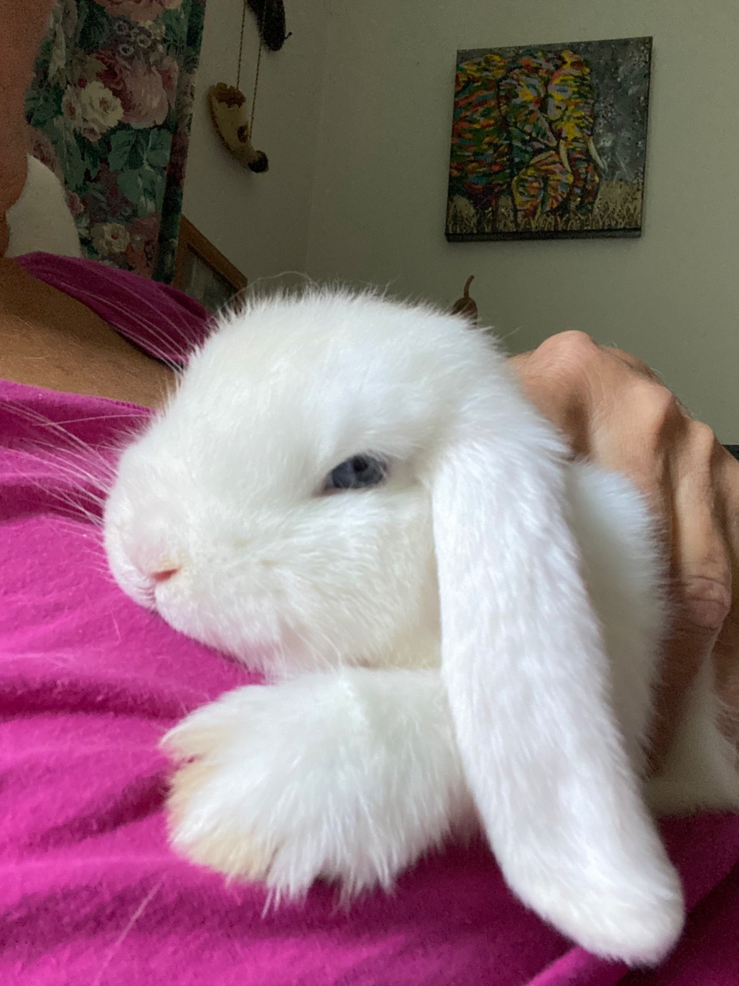 Pets with Paws Photo Contest—Official 2025 BYC Mini-Contest 39.jpg