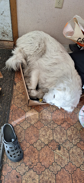 Pets with Paws Photo Contest—Official 2025 BYC Mini-Contest 4.png