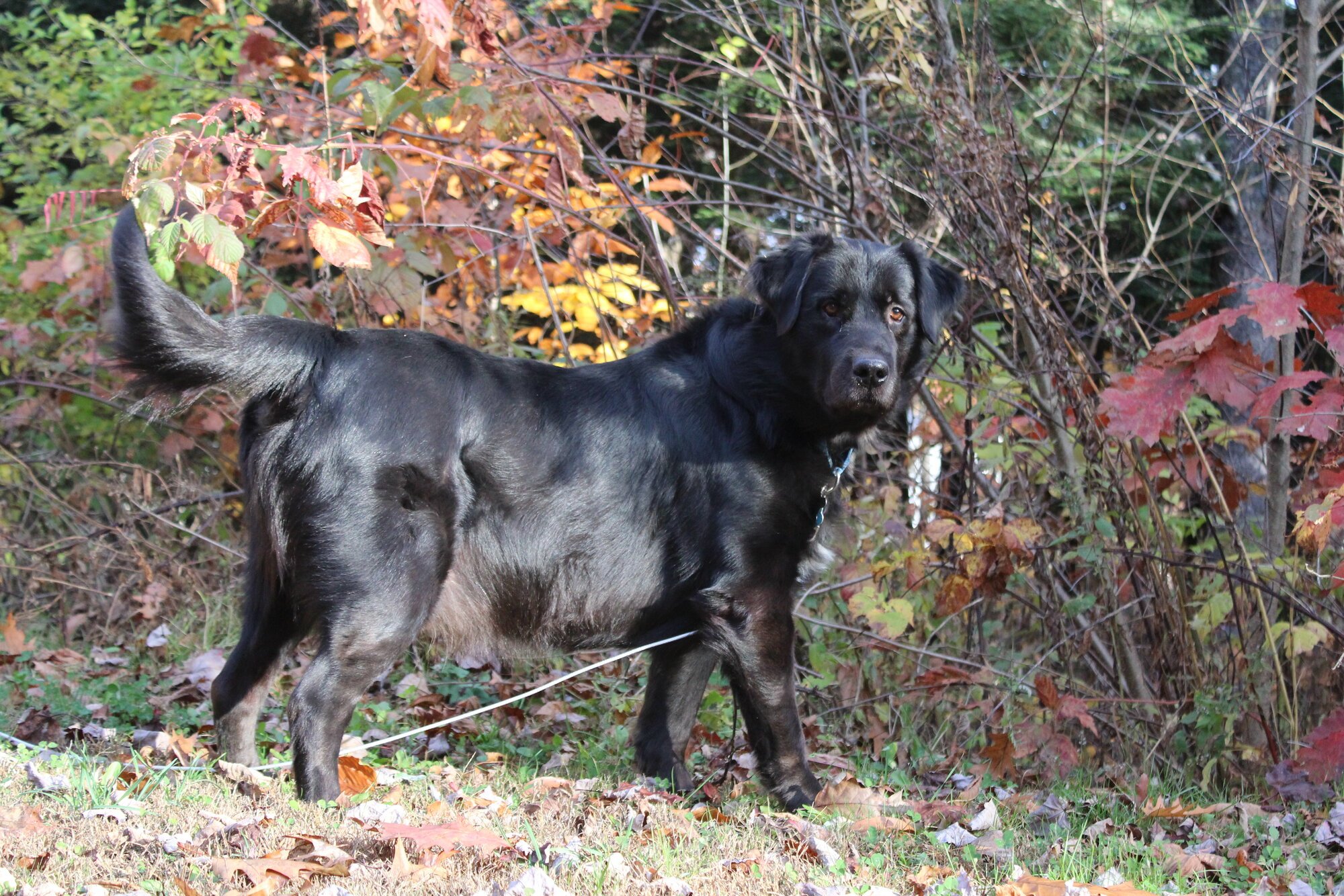 Pets with Paws Photo Contest—Official 2025 BYC Mini-Contest 40.jpg