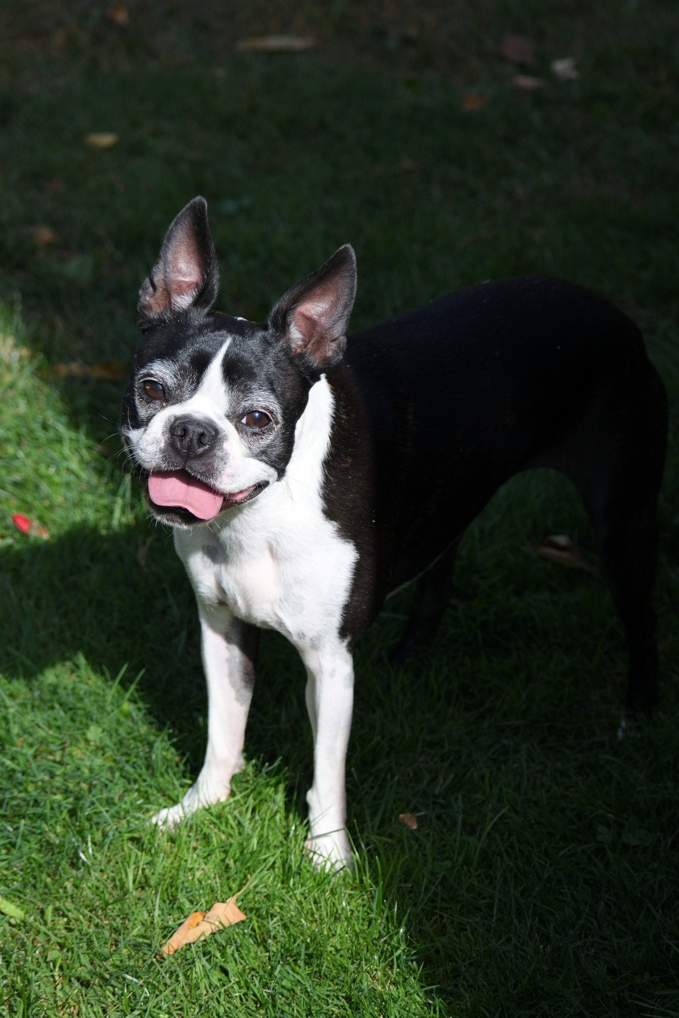 Pets with Paws Photo Contest—Official 2025 BYC Mini-Contest 41.jpg