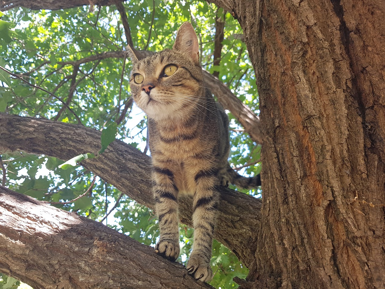 Pets with Paws Photo Contest—Official 2025 BYC Mini-Contest 42.png