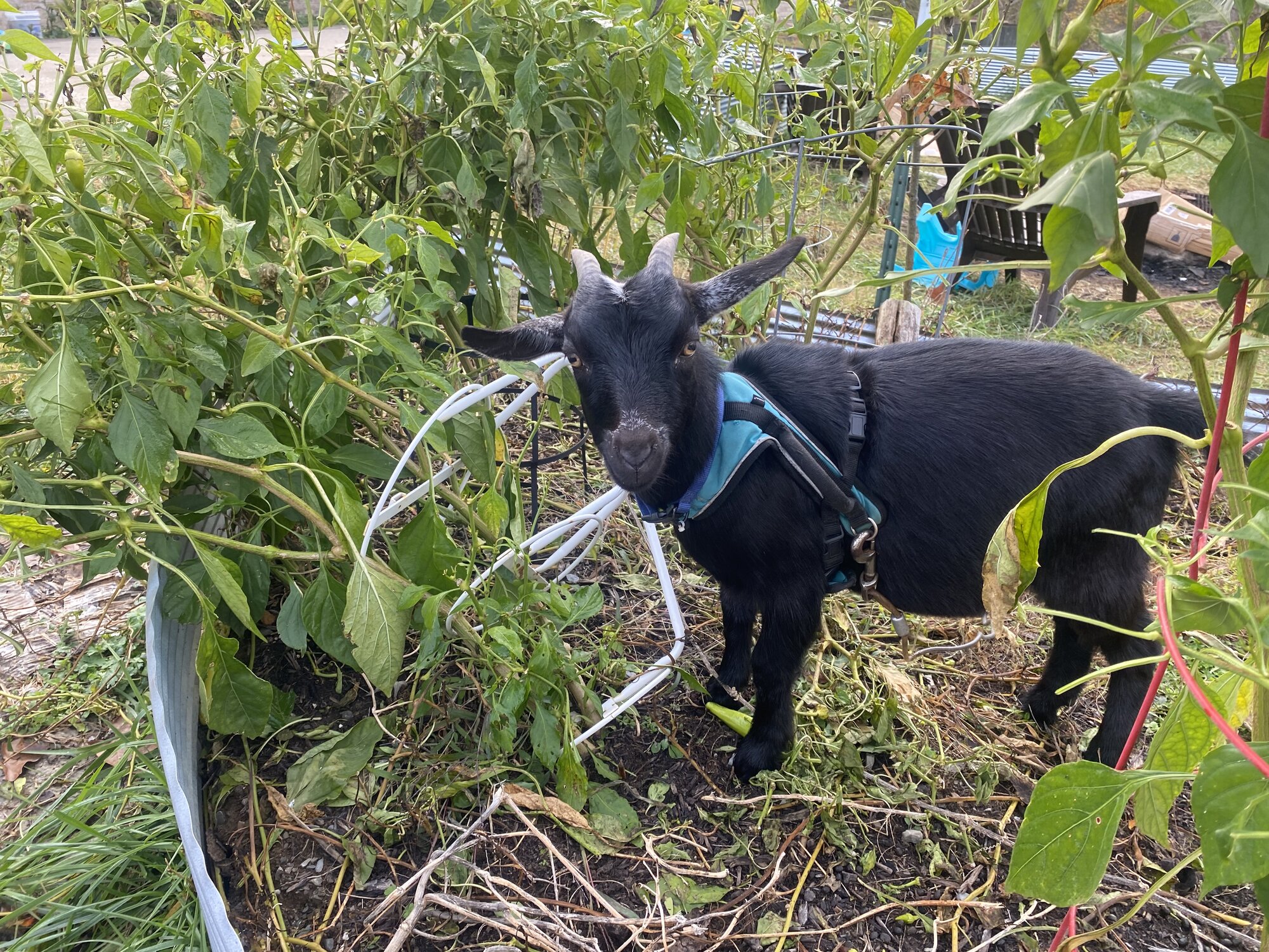 Pets with Paws Photo Contest—Official 2025 BYC Mini-Contest 43.jpg