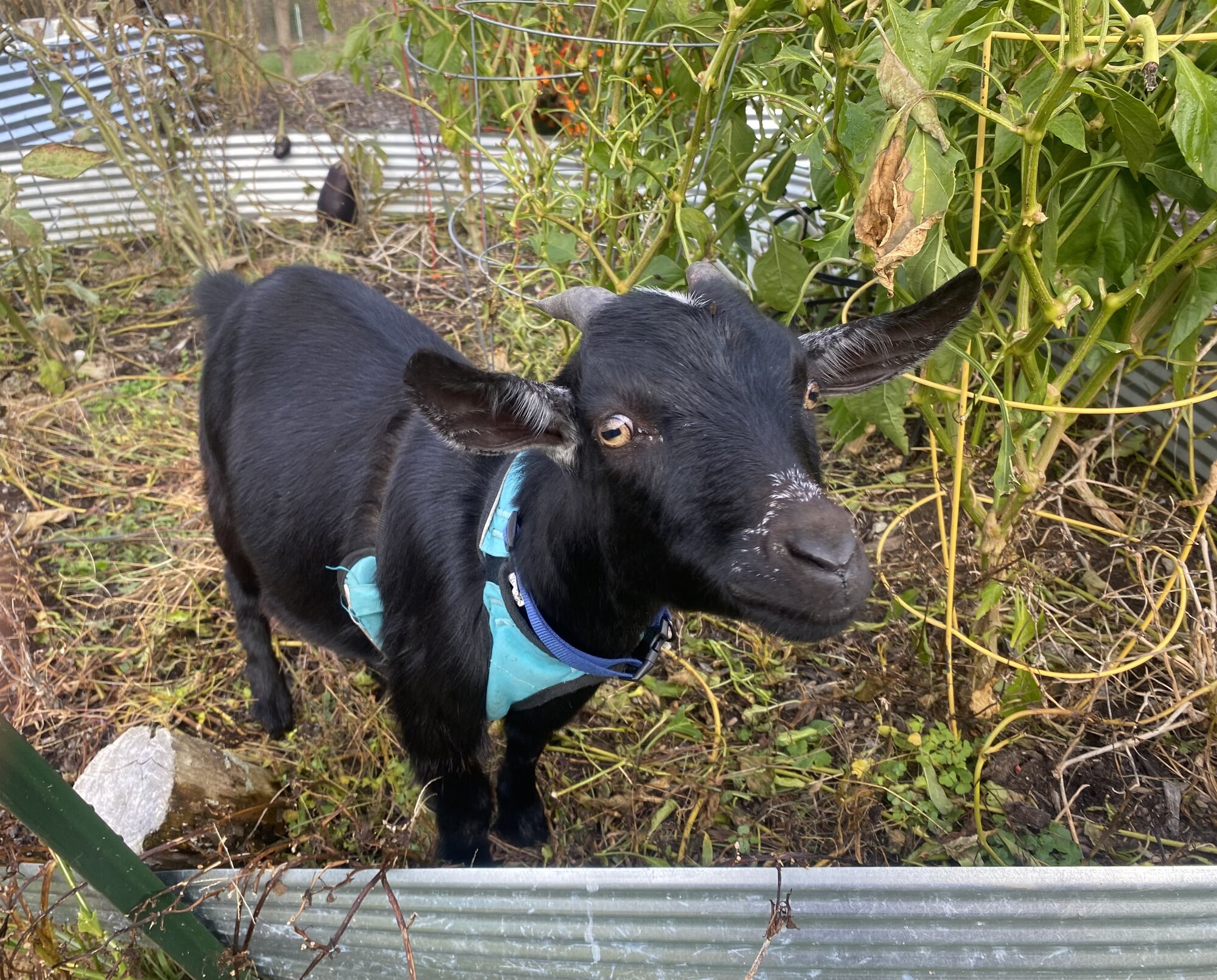 Pets with Paws Photo Contest—Official 2025 BYC Mini-Contest 44.jpg