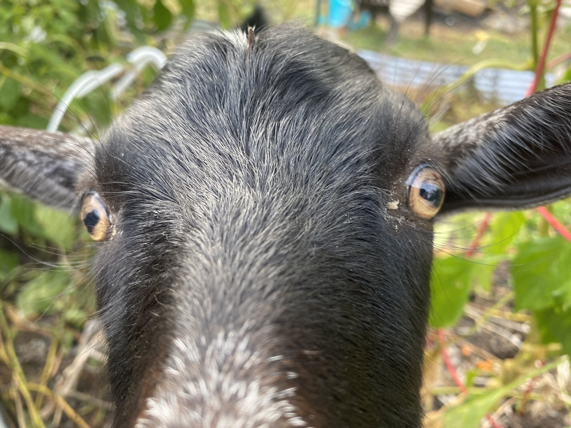 Pets with Paws Photo Contest—Official 2025 BYC Mini-Contest 45.jpg