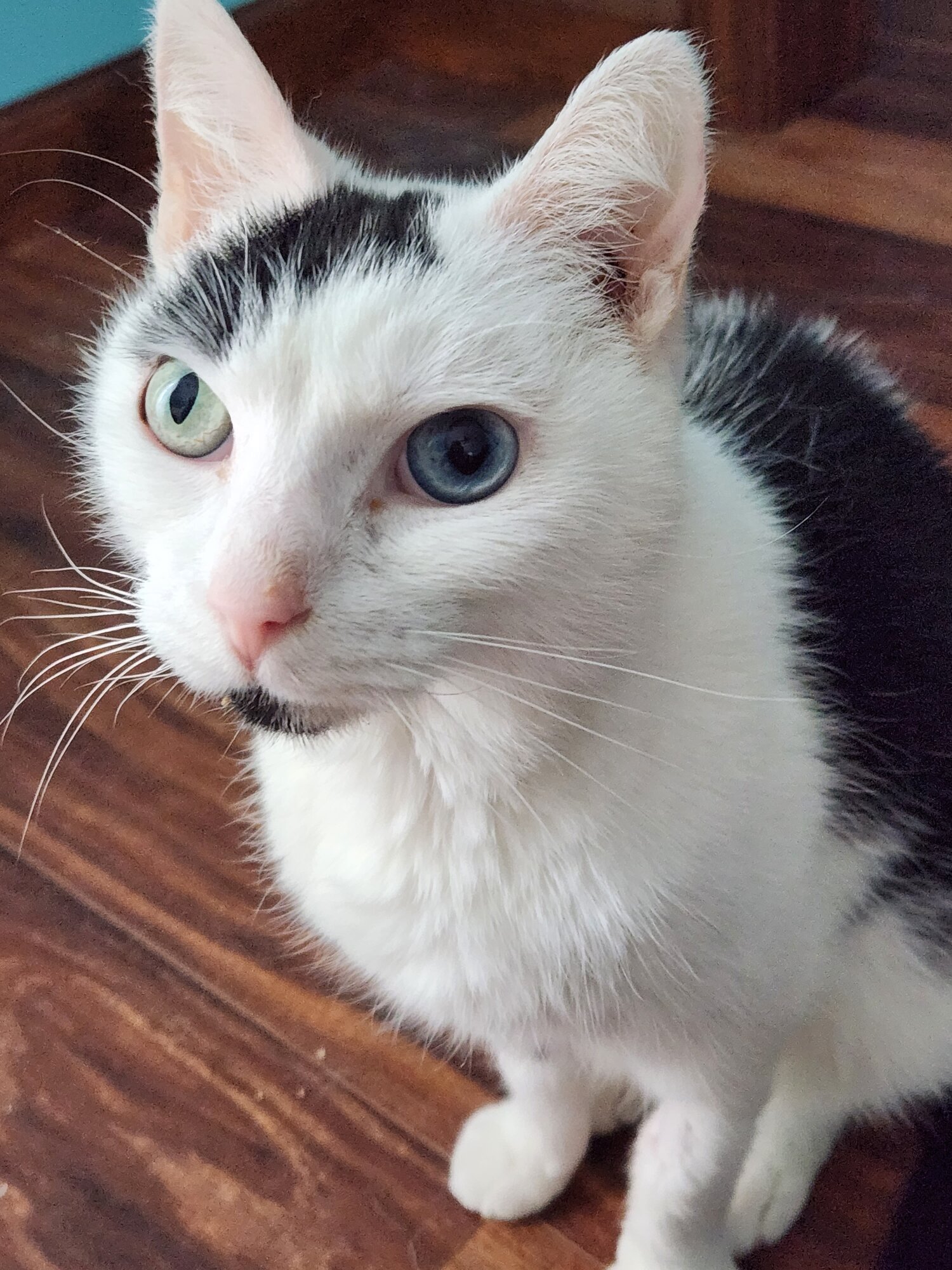 Pets with Paws Photo Contest—Official 2025 BYC Mini-Contest 46.jpg