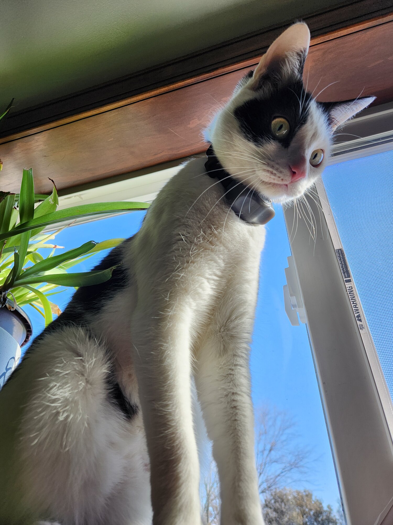 Pets with Paws Photo Contest—Official 2025 BYC Mini-Contest 47.jpg