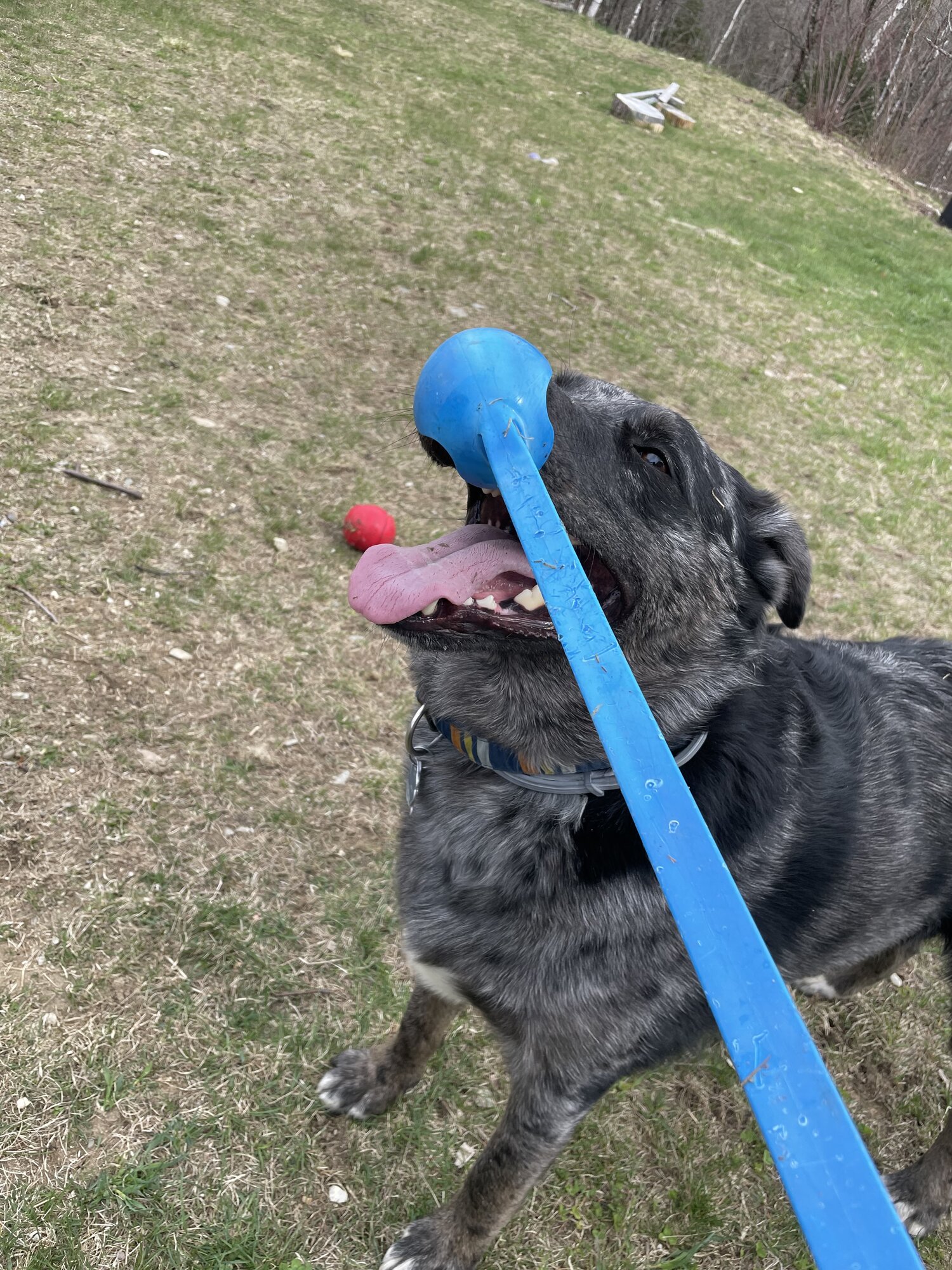 Pets with Paws Photo Contest—Official 2025 BYC Mini-Contest 49.jpg