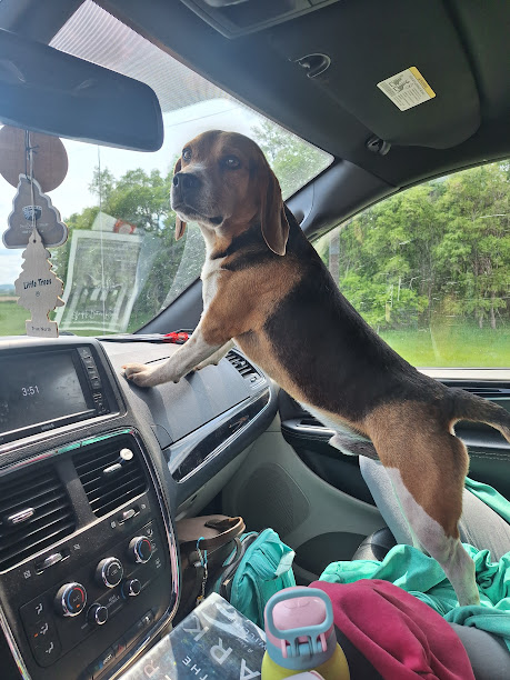 Pets with Paws Photo Contest—Official 2025 BYC Mini-Contest 5.png