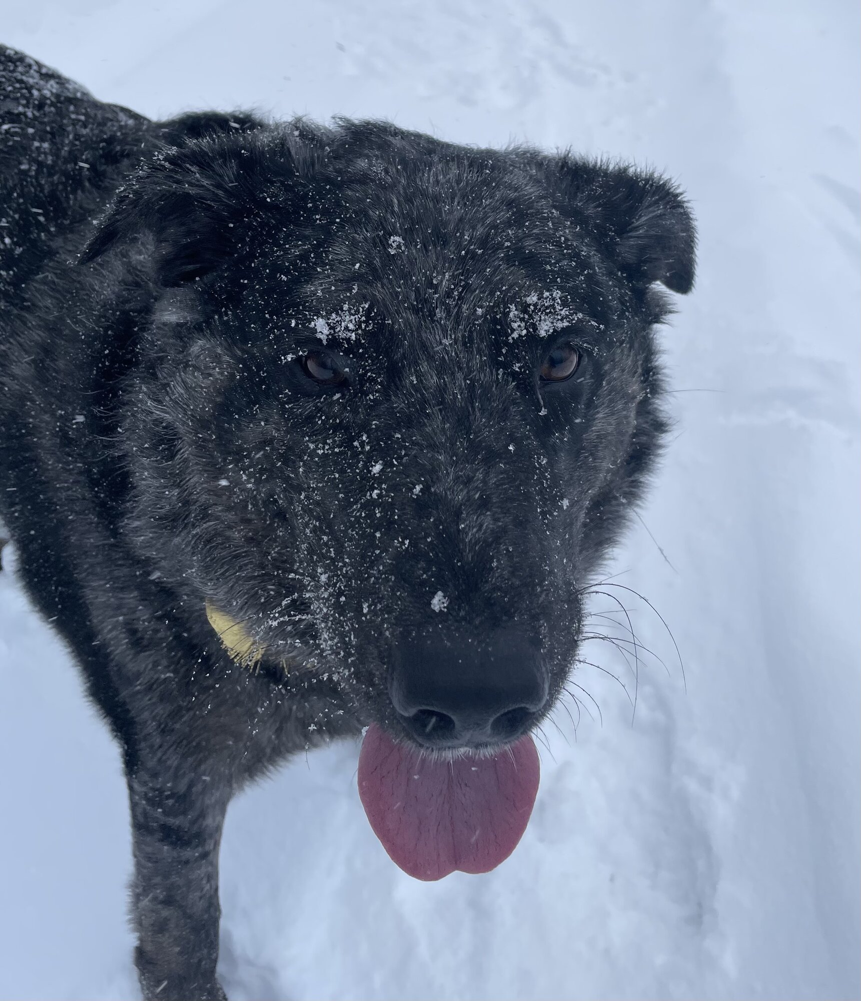 Pets with Paws Photo Contest—Official 2025 BYC Mini-Contest 50.jpg