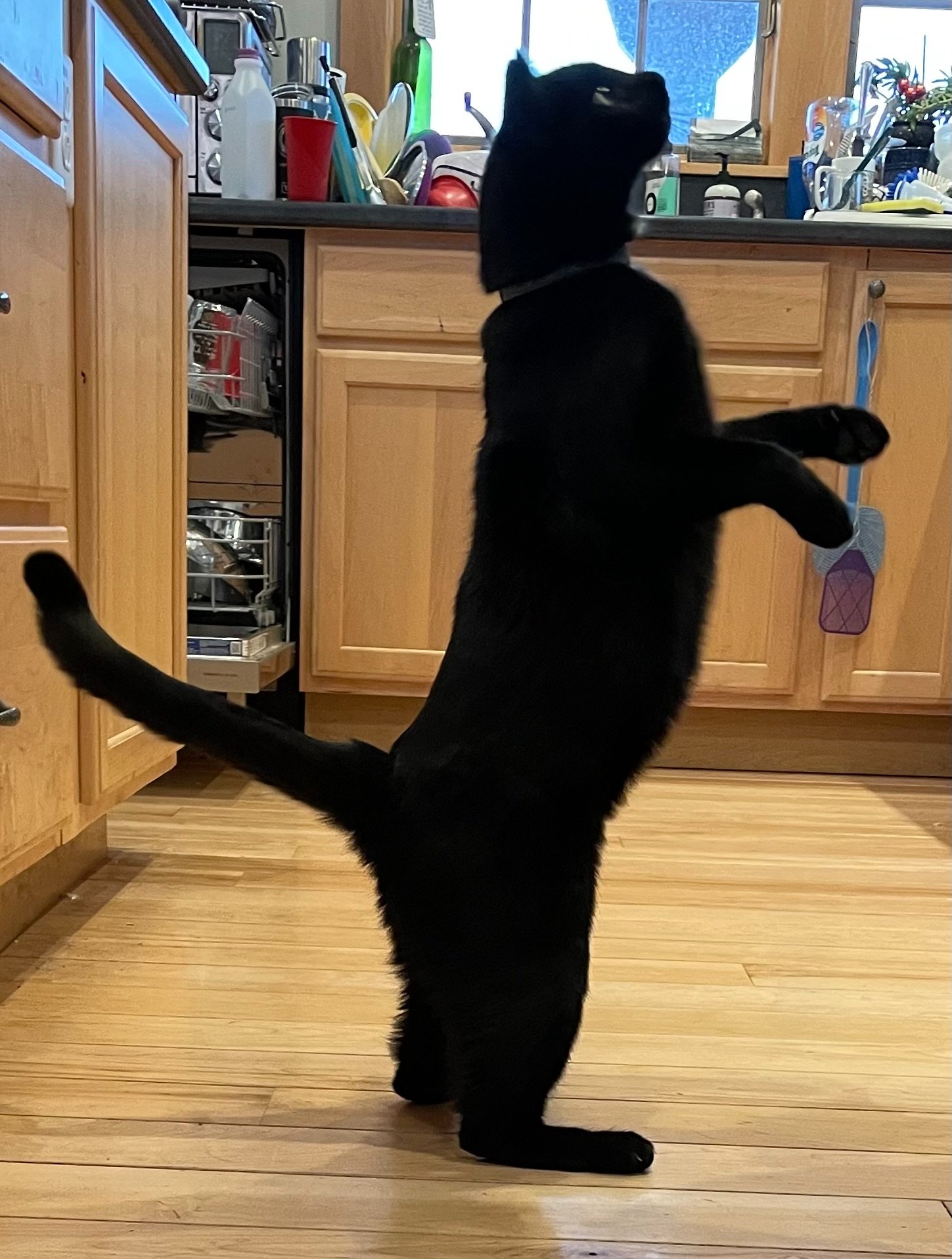 Pets with Paws Photo Contest—Official 2025 BYC Mini-Contest 51.jpg