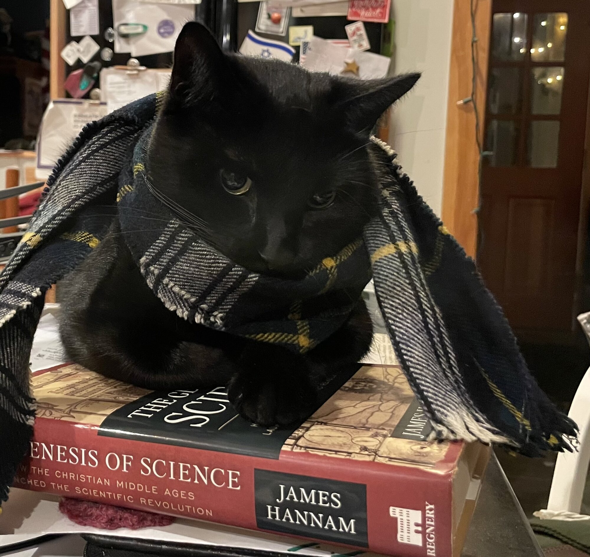 Pets with Paws Photo Contest—Official 2025 BYC Mini-Contest 52.jpg