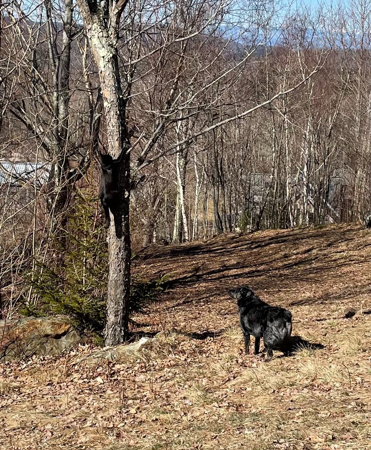 Pets with Paws Photo Contest—Official 2025 BYC Mini-Contest 53.jpg