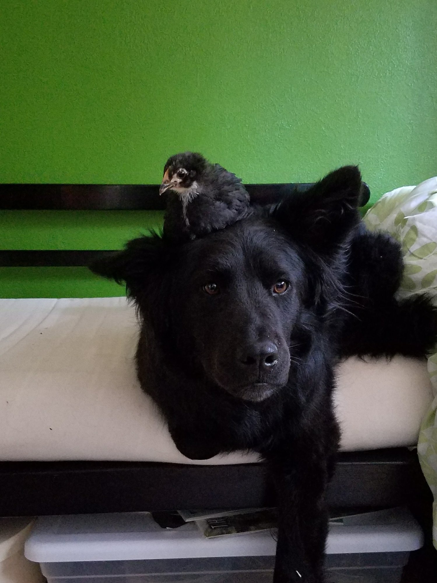 Pets with Paws Photo Contest—Official 2025 BYC Mini-Contest 54.jpg