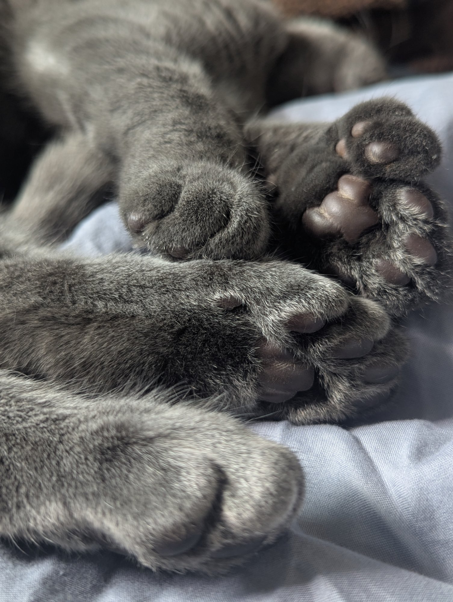 Pets with Paws Photo Contest—Official 2025 BYC Mini-Contest 55.jpg