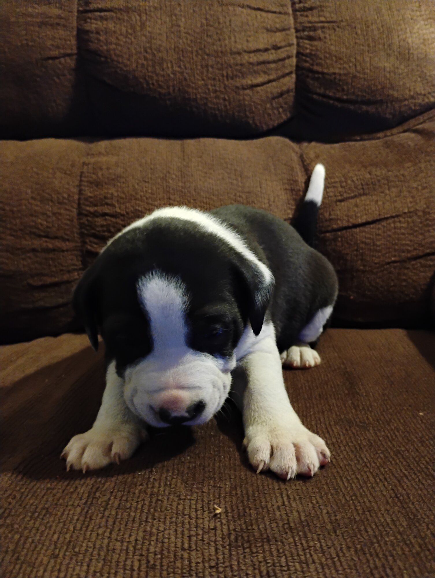 Pets with Paws Photo Contest—Official 2025 BYC Mini-Contest 56.jpg