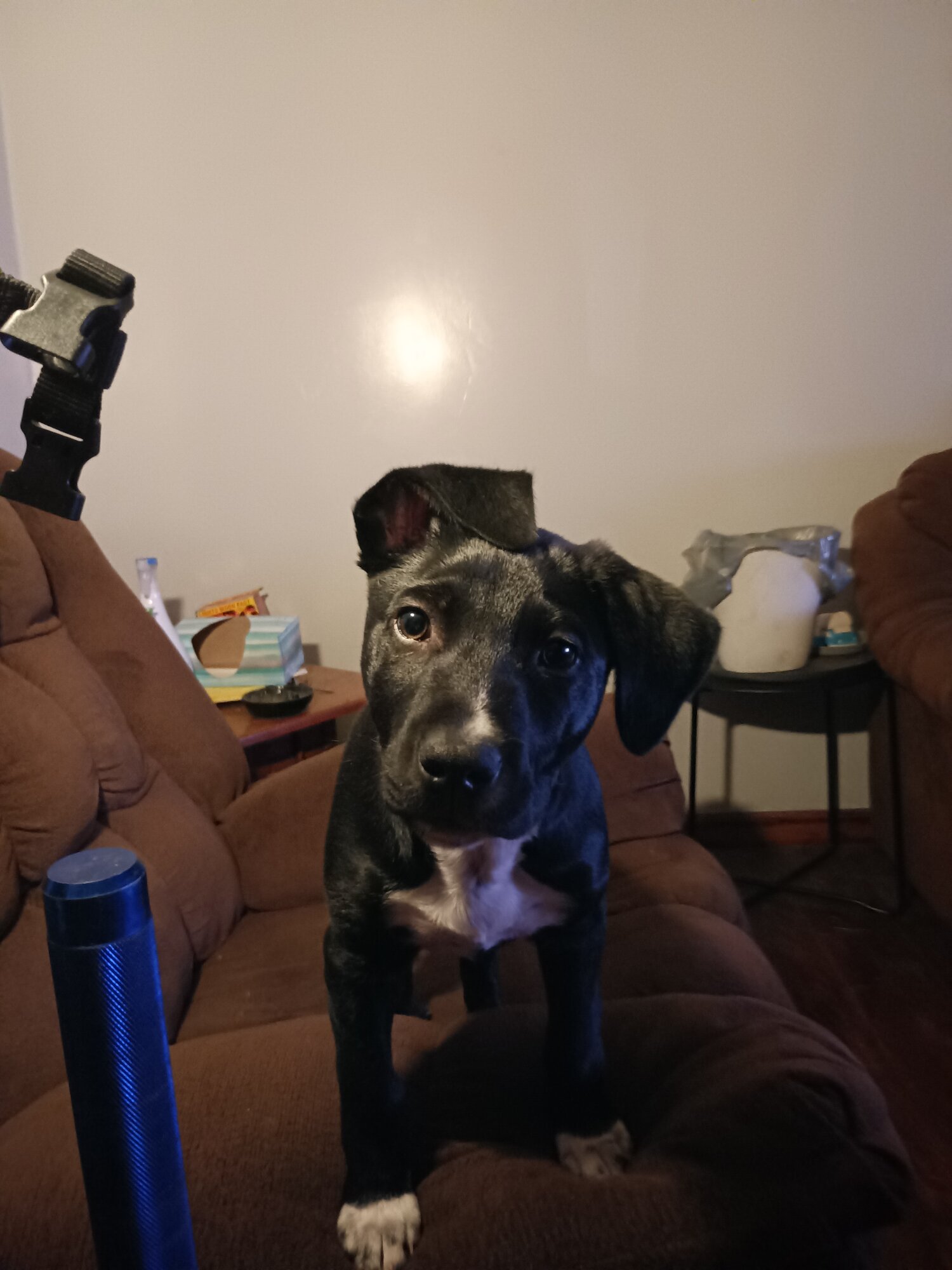 Pets with Paws Photo Contest—Official 2025 BYC Mini-Contest 59.jpg