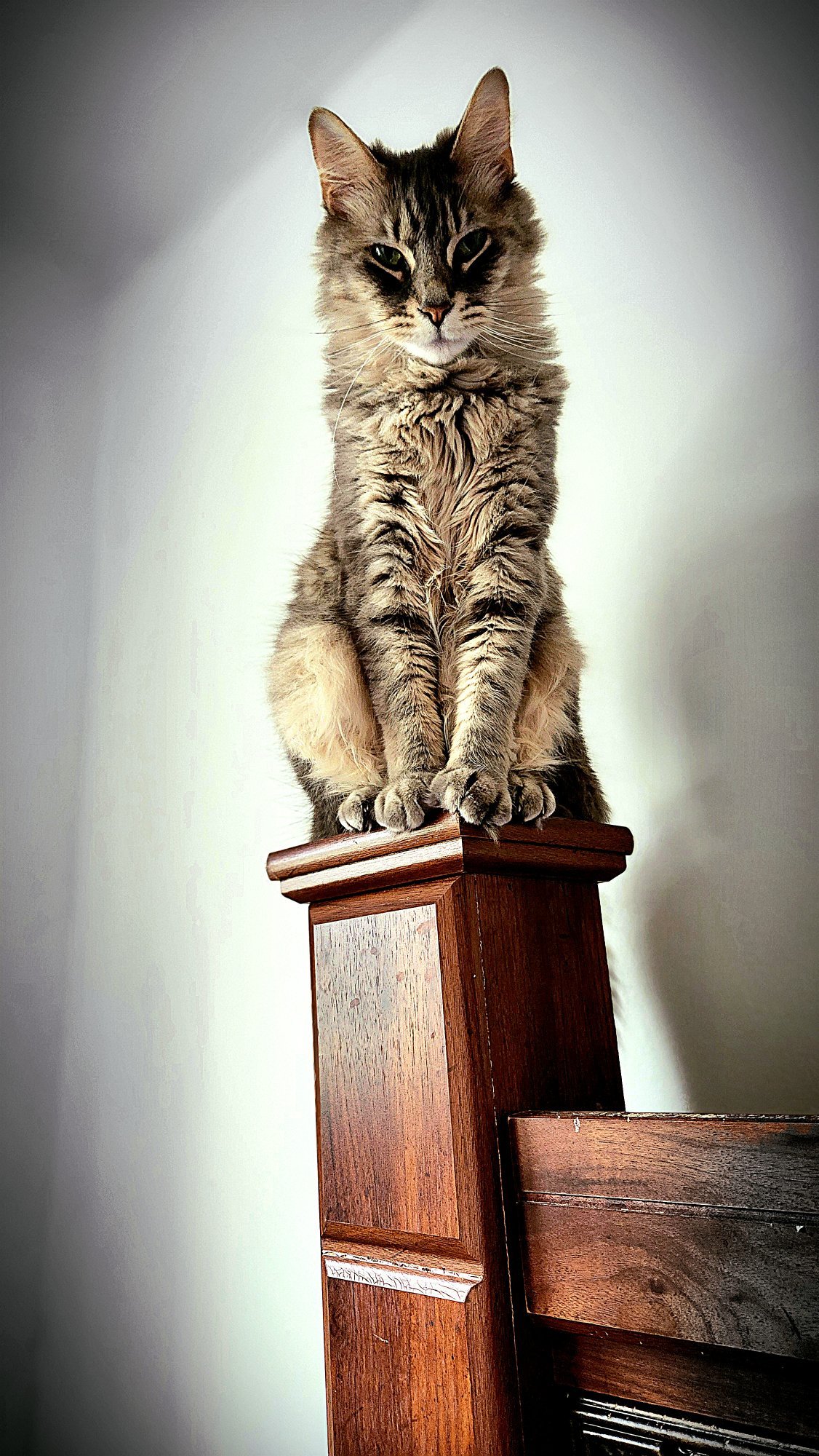 Pets with Paws Photo Contest—Official 2025 BYC Mini-Contest 61.jpg