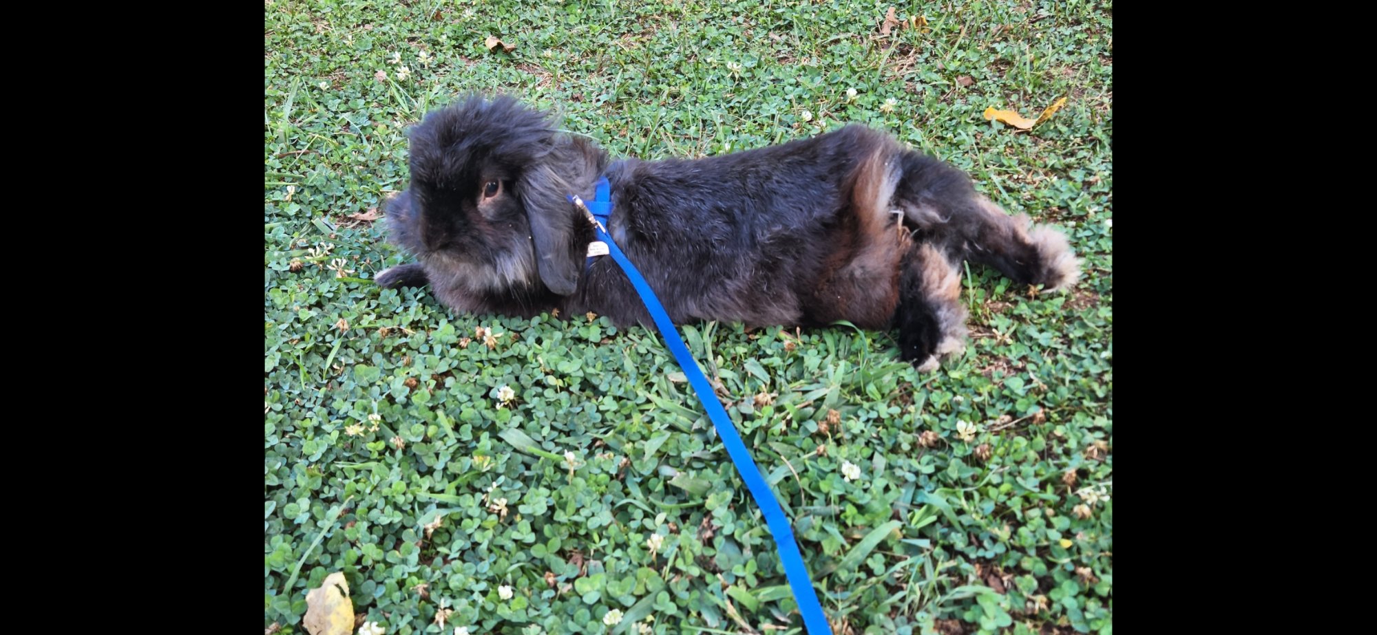 Pets with Paws Photo Contest—Official 2025 BYC Mini-Contest 62.jpg