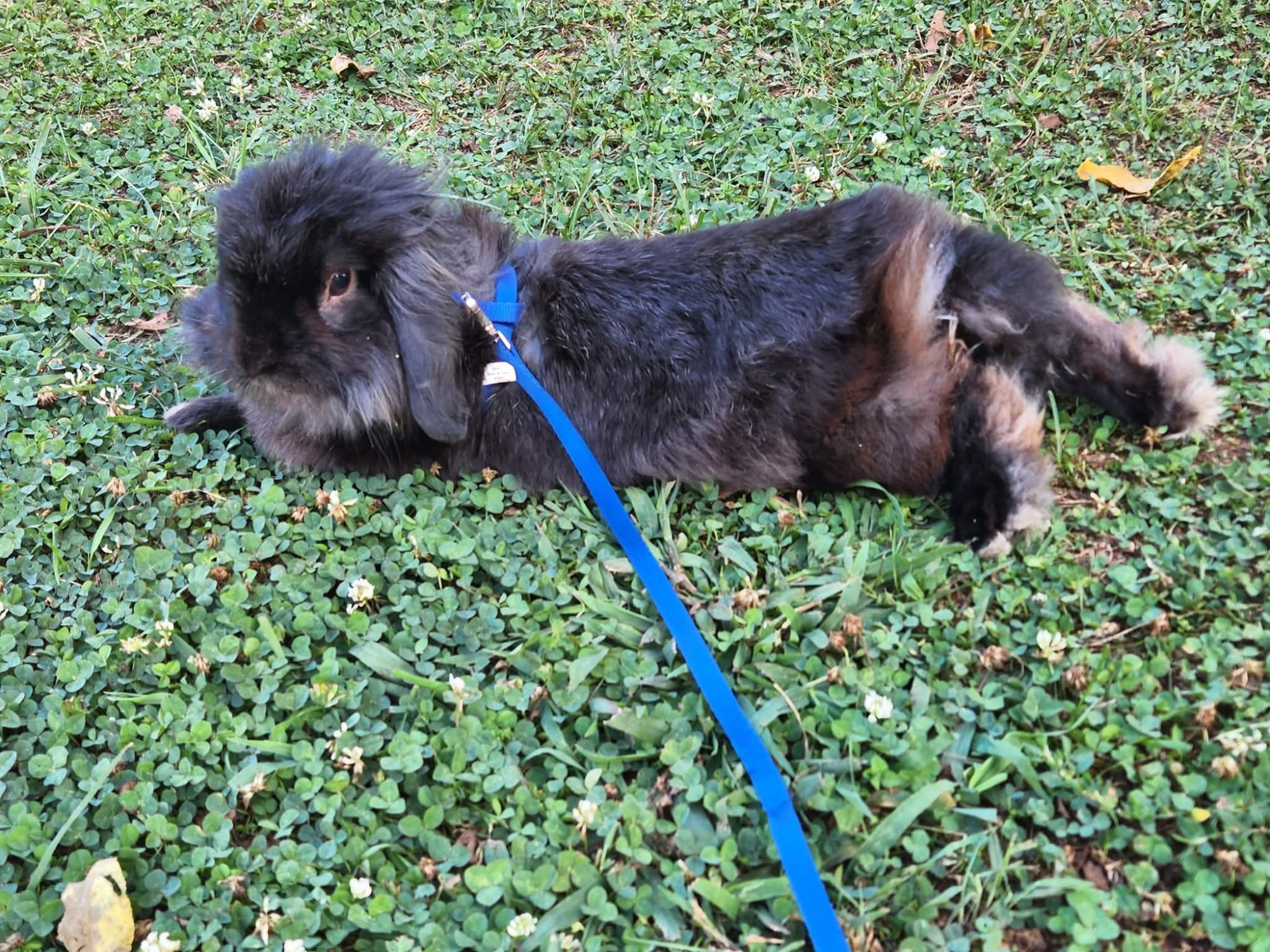 Pets with Paws Photo Contest—Official 2025 BYC Mini-Contest 63.jpg