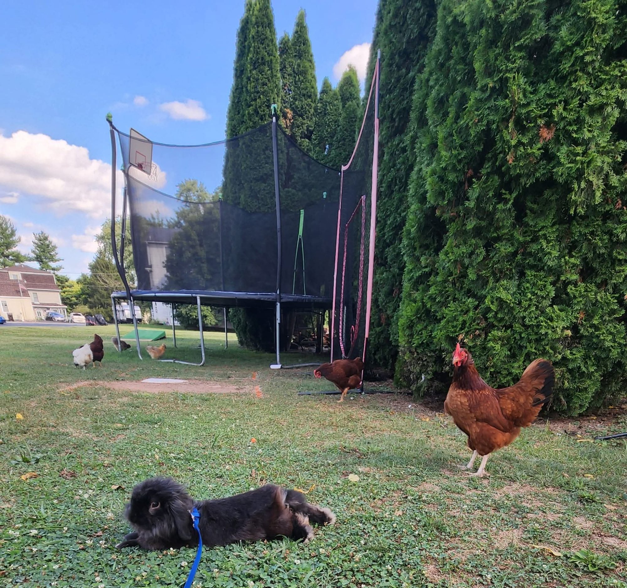 Pets with Paws Photo Contest—Official 2025 BYC Mini-Contest 64.jpg