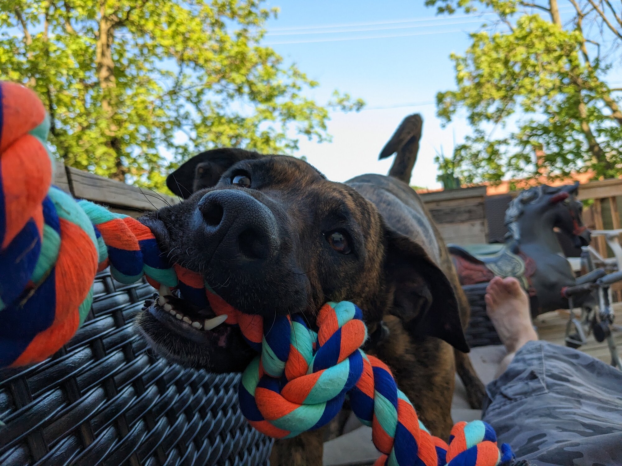 Pets with Paws Photo Contest—Official 2025 BYC Mini-Contest 65.jpg