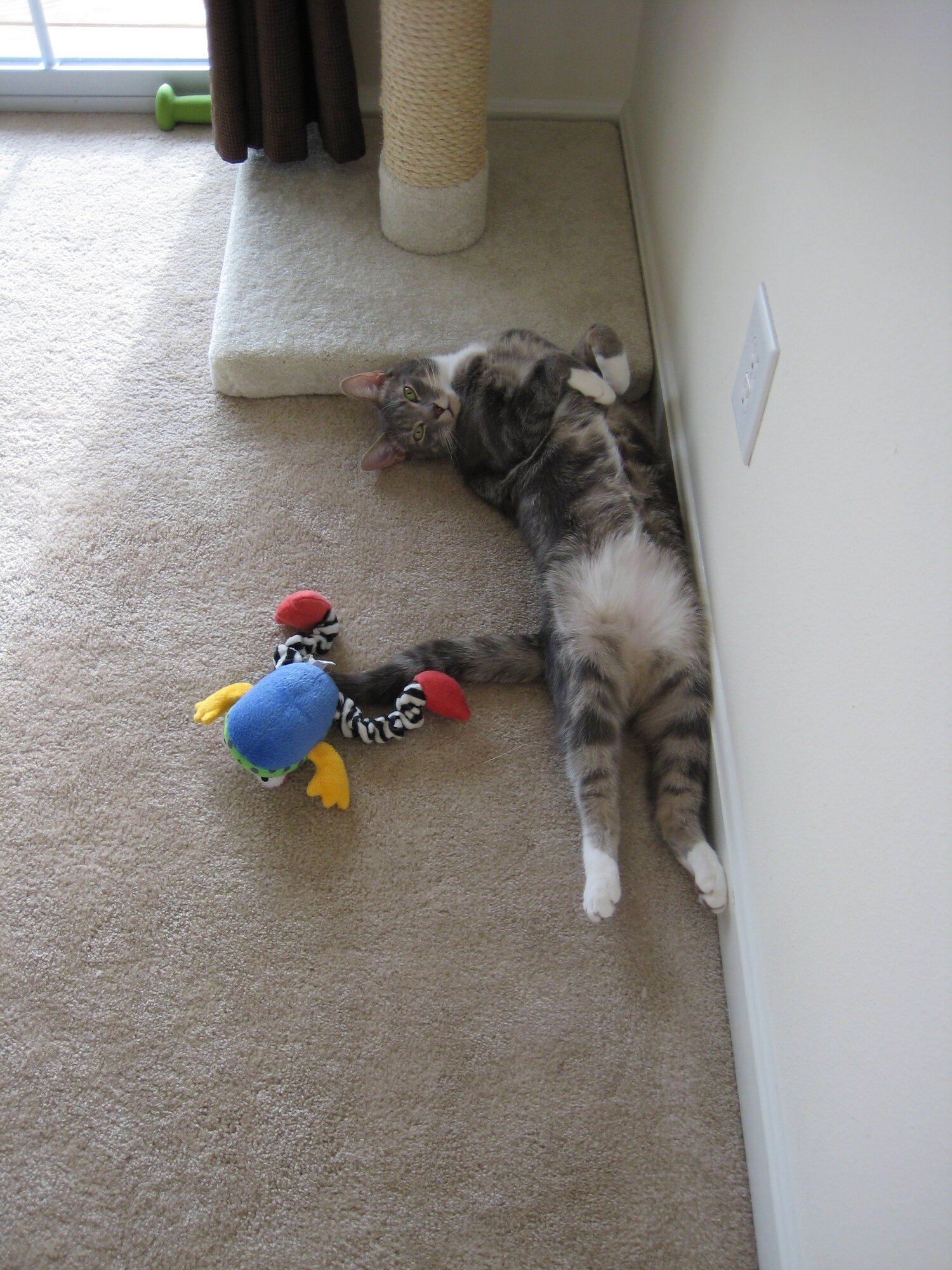 Pets with Paws Photo Contest—Official 2025 BYC Mini-Contest 66.jpg