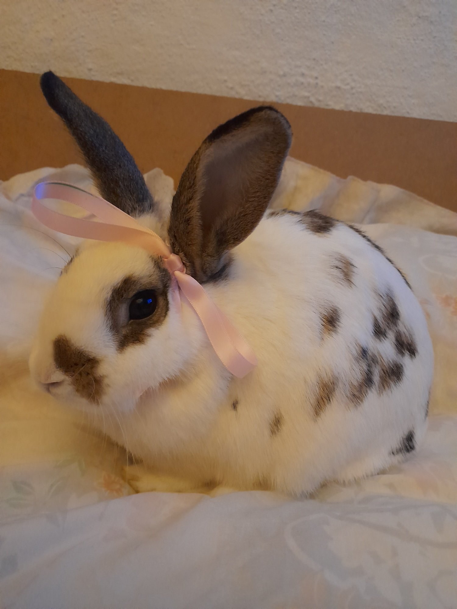 Pets with Paws Photo Contest—Official 2025 BYC Mini-Contest 68.jpg