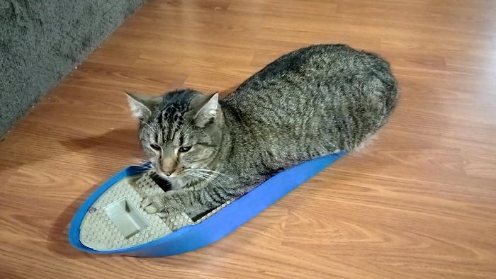 Pets with Paws Photo Contest—Official 2025 BYC Mini-Contest 7.jpg