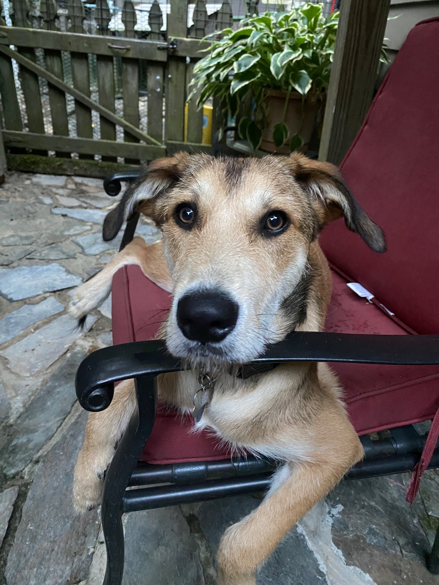 Pets with Paws Photo Contest—Official 2025 BYC Mini-Contest 72.jpg