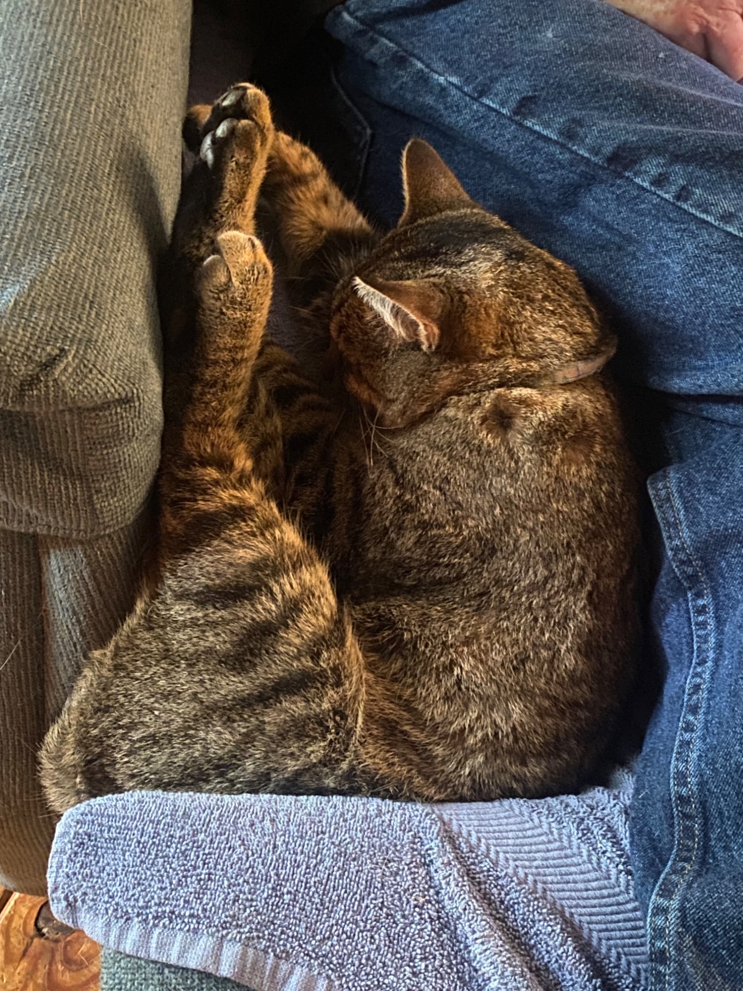 Pets with Paws Photo Contest—Official 2025 BYC Mini-Contest 73.jpg