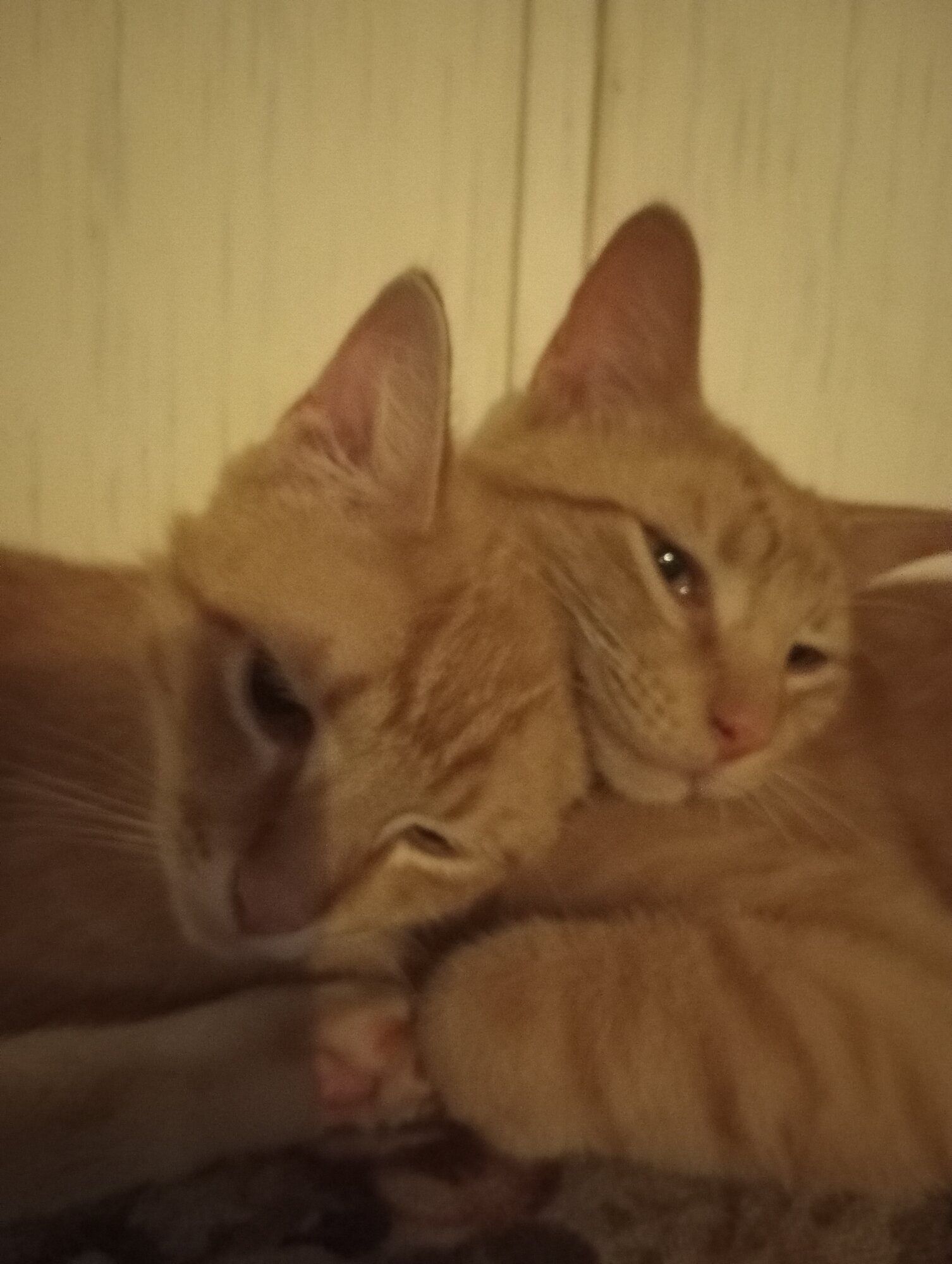 Pets with Paws Photo Contest—Official 2025 BYC Mini-Contest 75.jpg