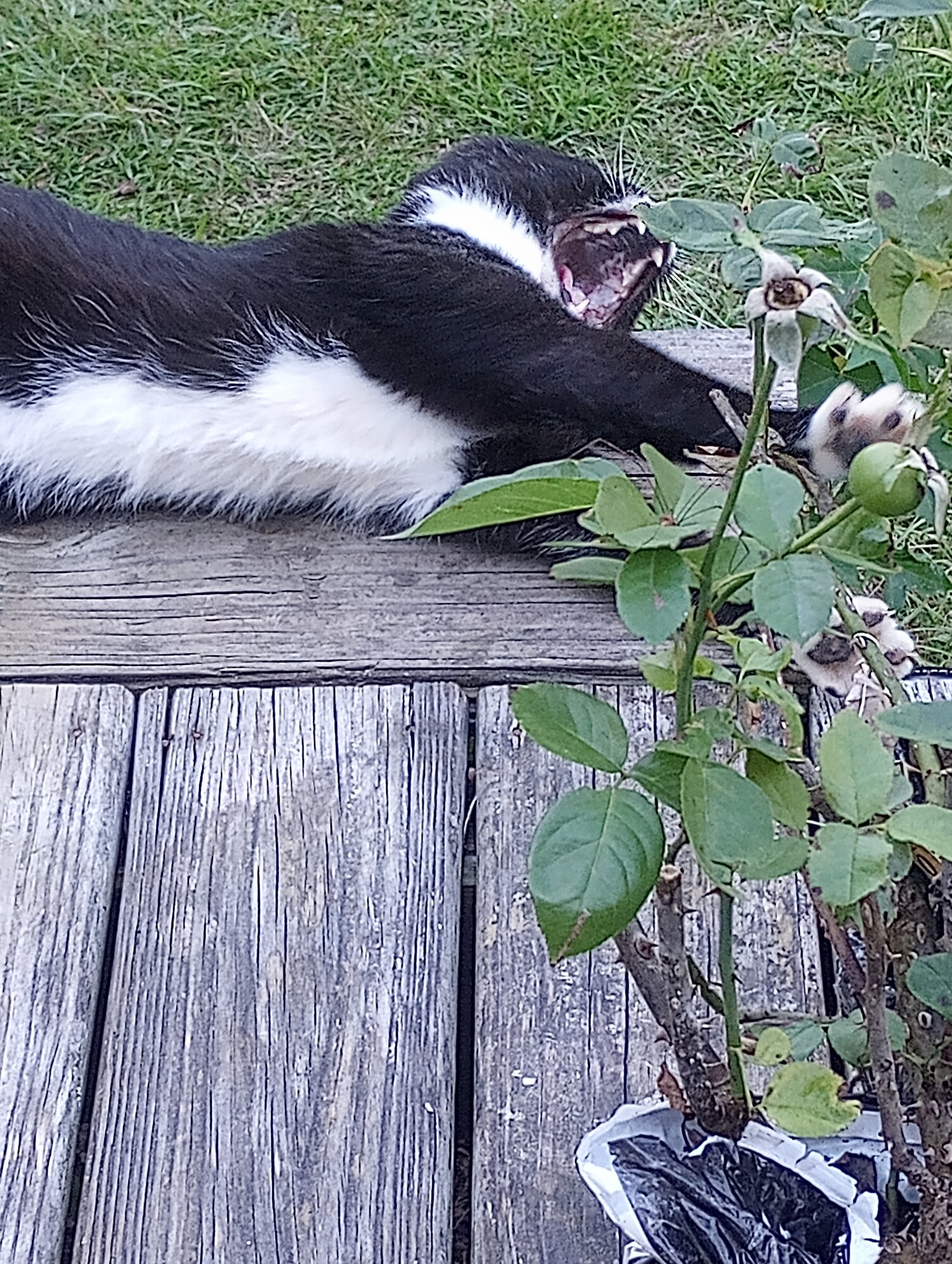 Pets with Paws Photo Contest—Official 2025 BYC Mini-Contest 76.jpg