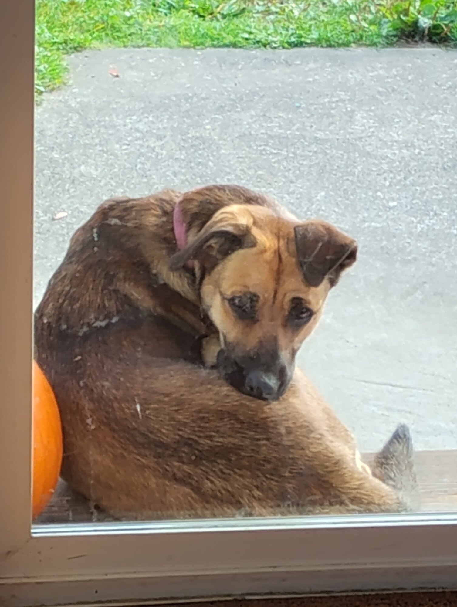 Pets with Paws Photo Contest—Official 2025 BYC Mini-Contest 77.jpg