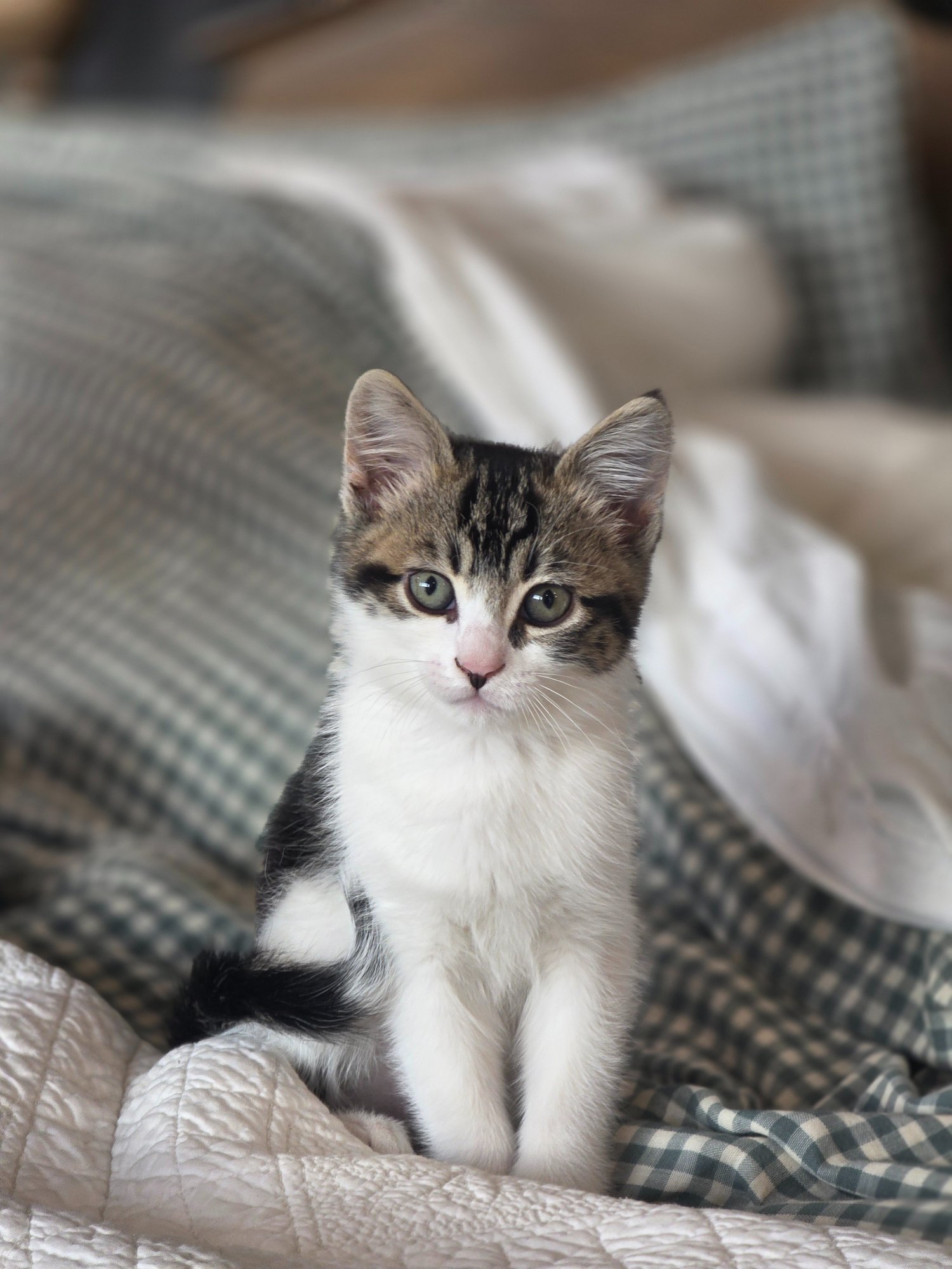 Pets with Paws Photo Contest—Official 2025 BYC Mini-Contest 78.jpg