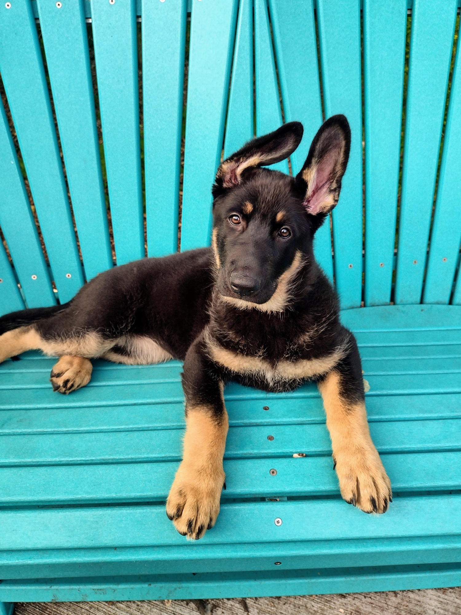 Pets with Paws Photo Contest—Official 2025 BYC Mini-Contest 79.png